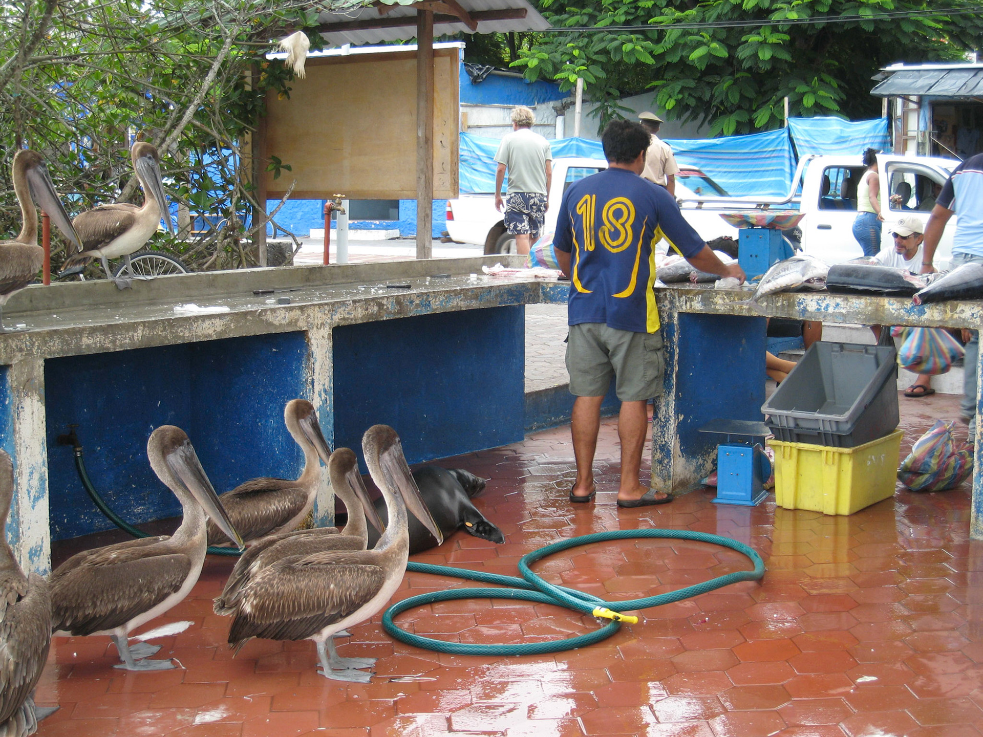 Fish market, Puerto Ayora