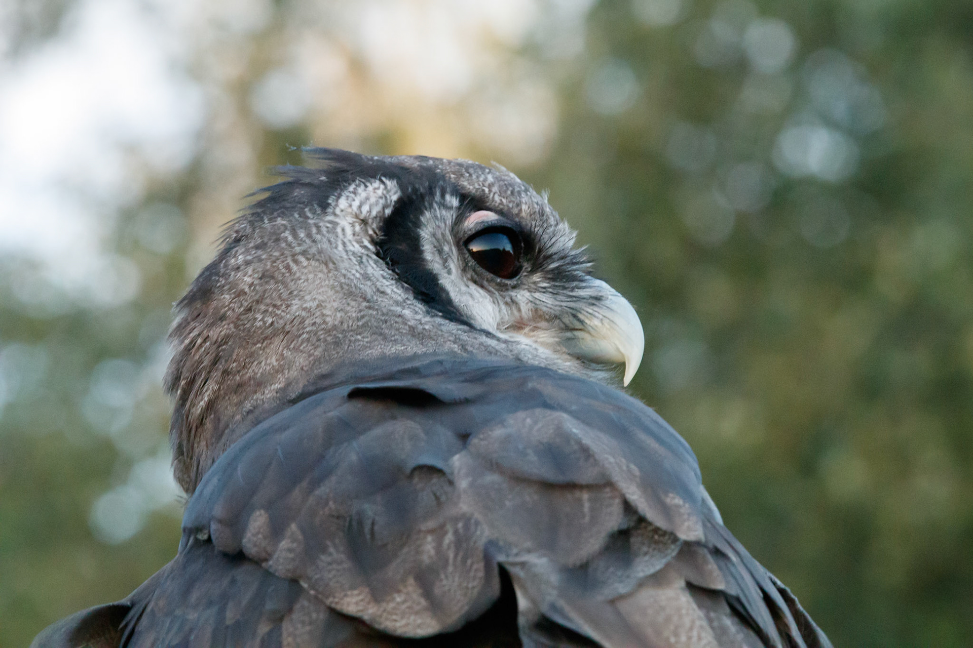 Verreaux’s eagle owl