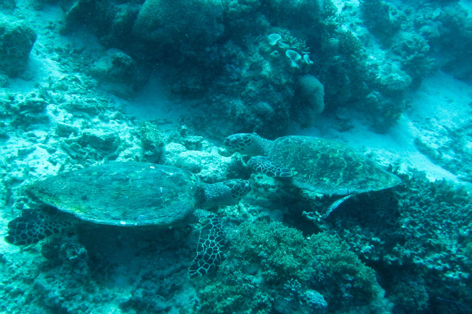 Hawksbill turtles