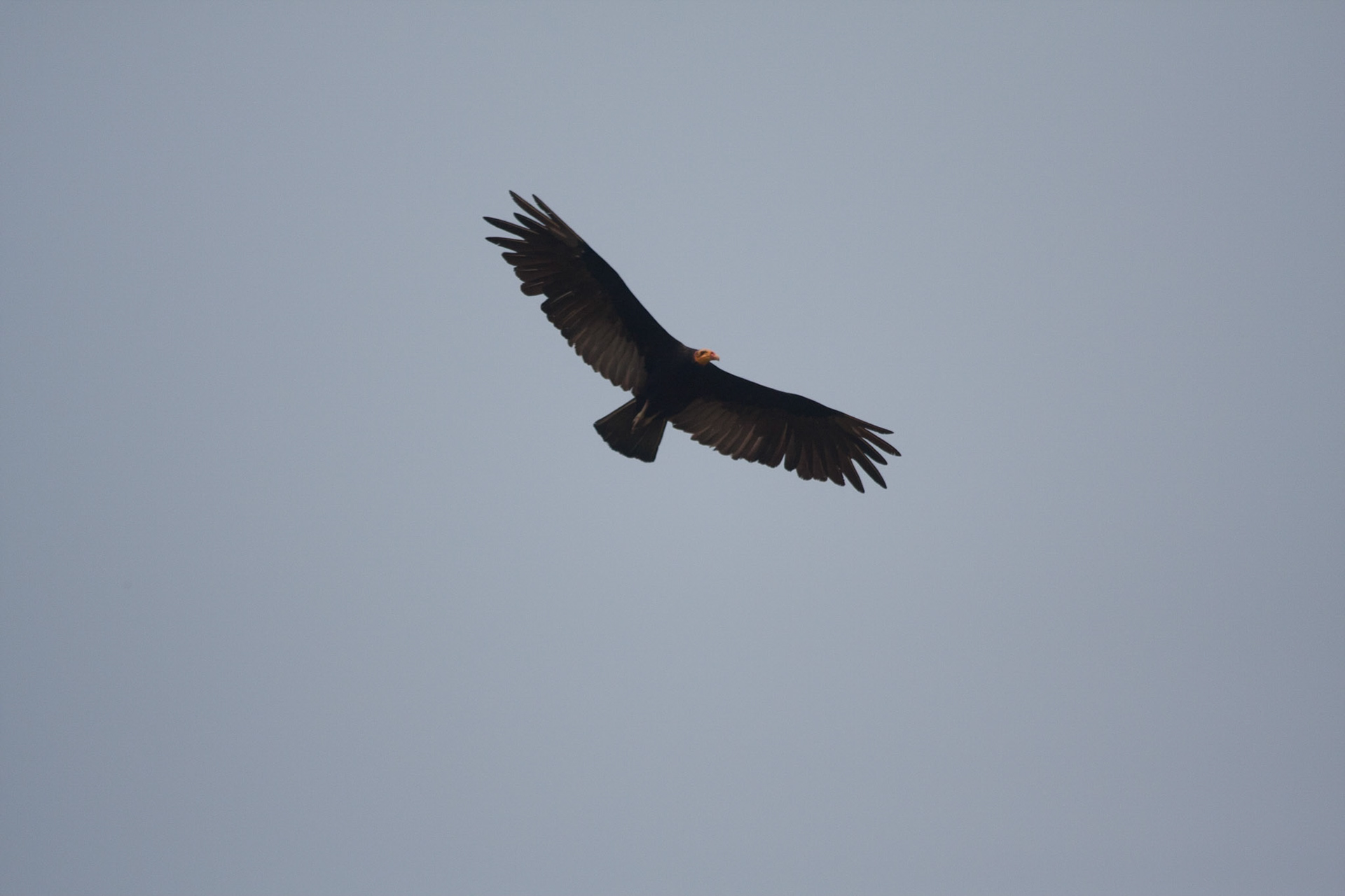 Greater yellow headed vulture