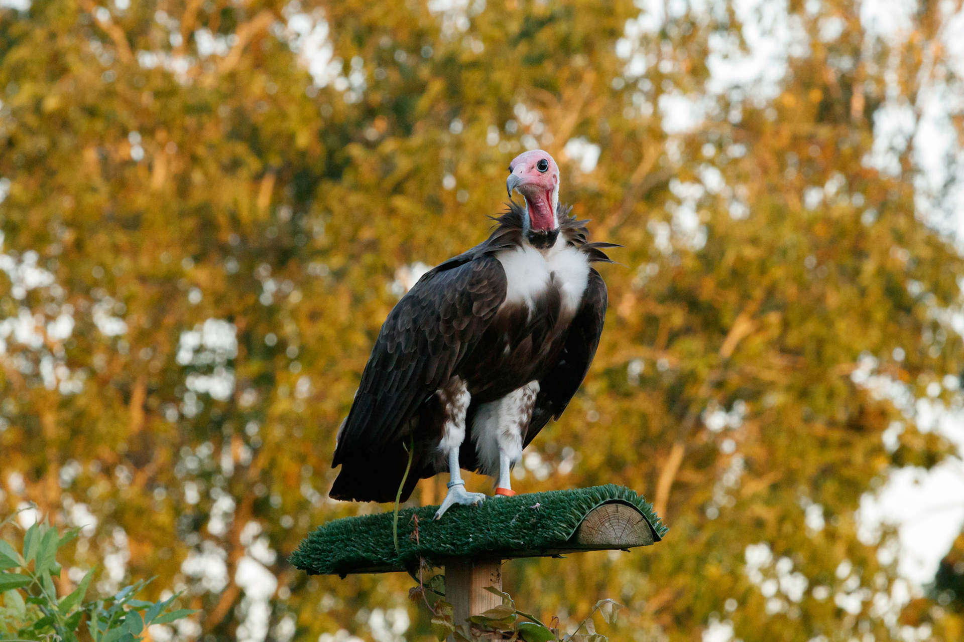 Hooded vulture