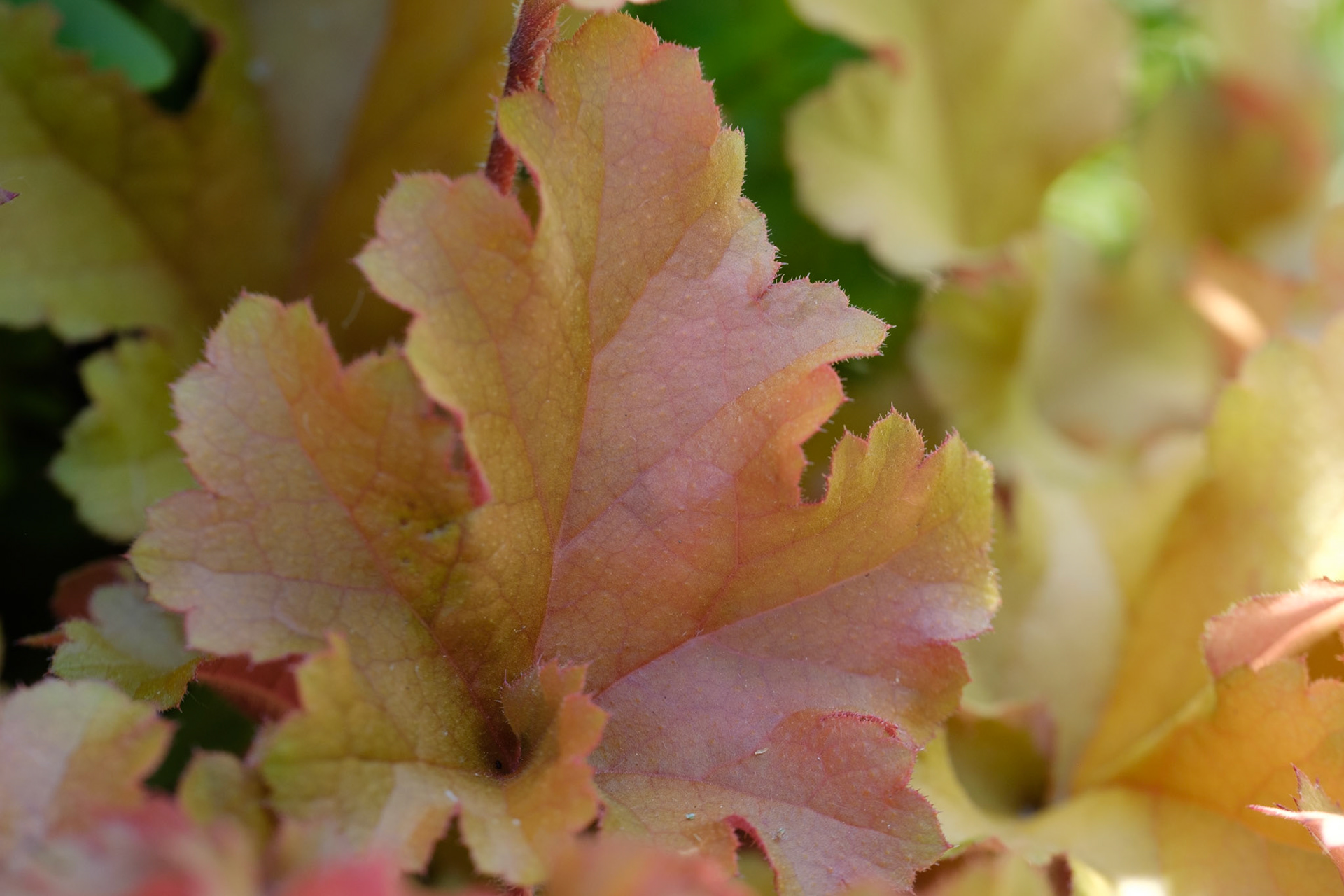 Heuchera marmalade