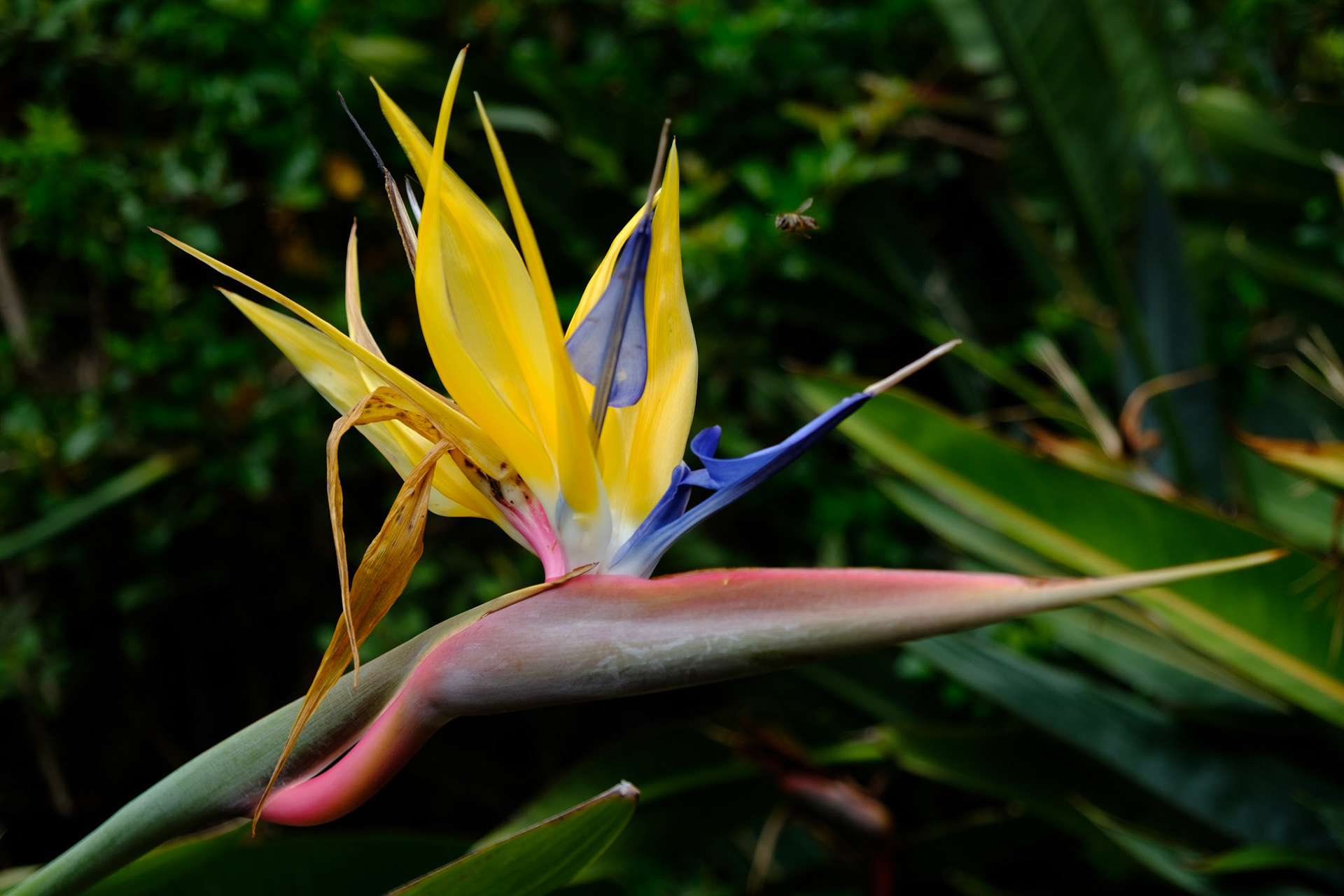 Mandela’s Gold Strelitzia