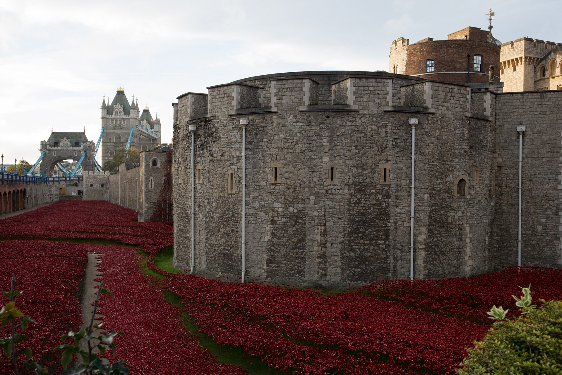 Poppies in moat at Tower of London