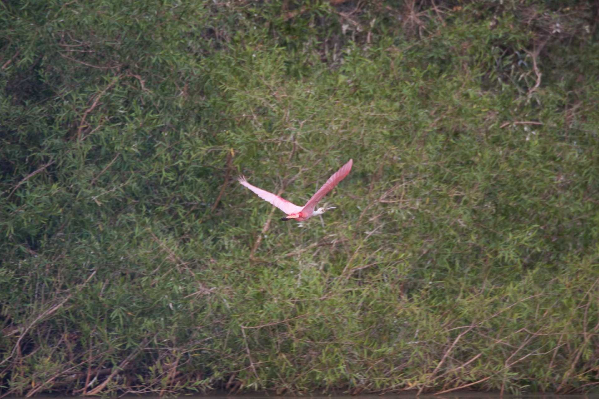 Roseate spoonbill