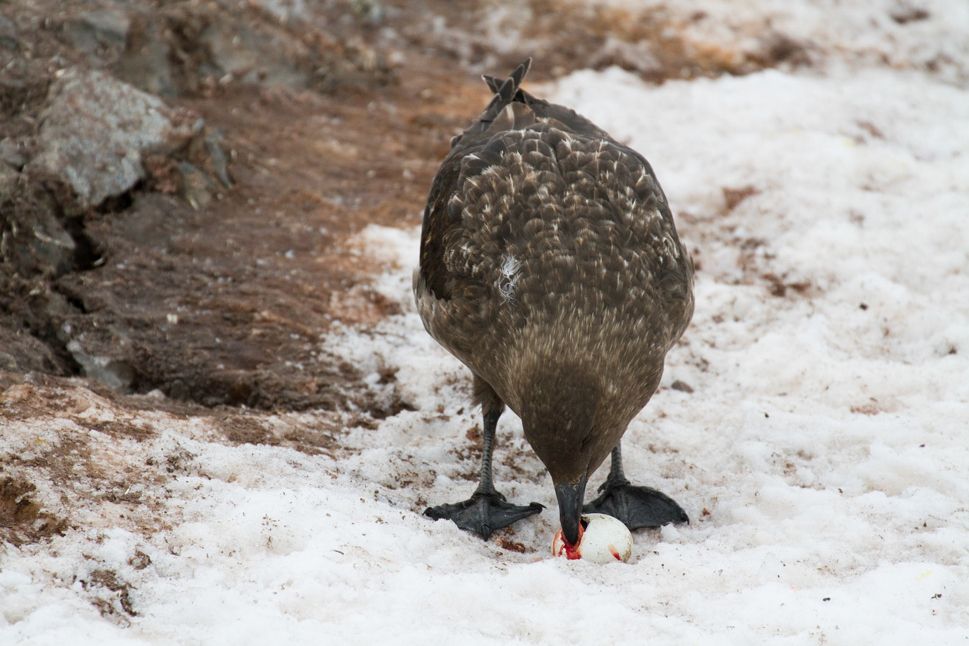 Skua eating a penguin egg