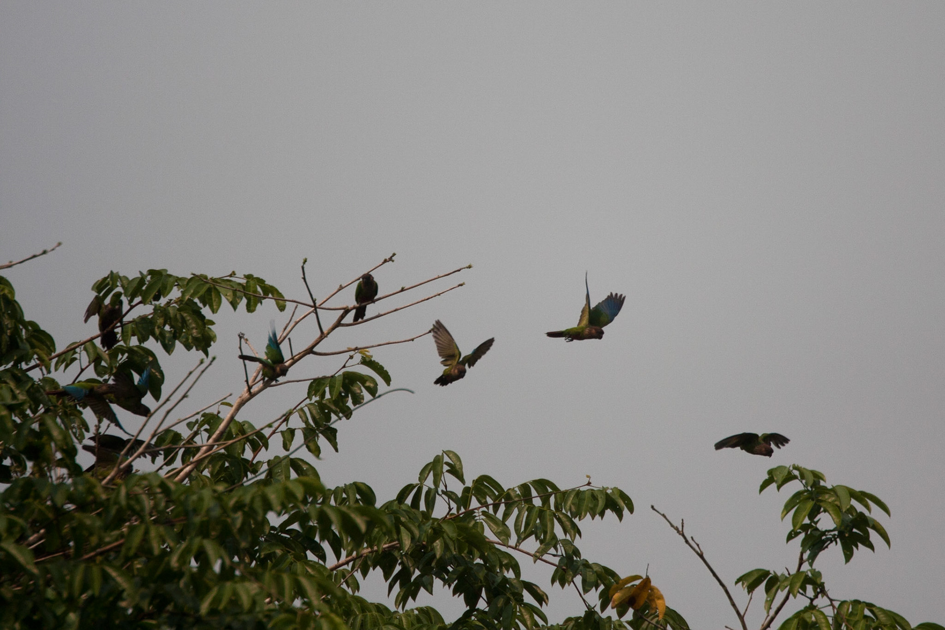 Parakeets (reddish-bellied?)
