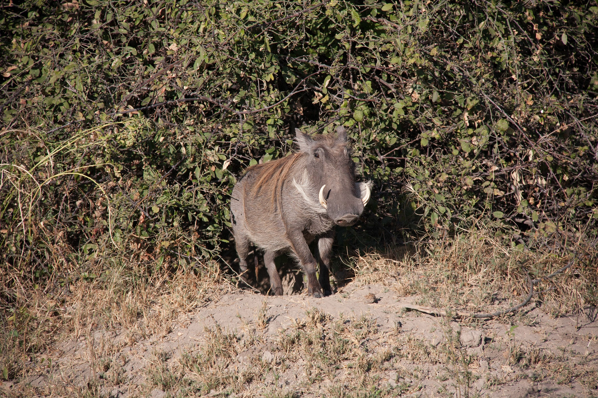 Warthog
