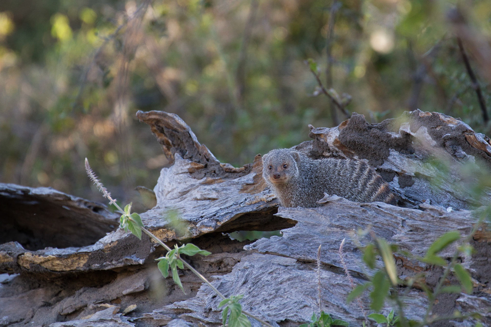 Banded mongoose