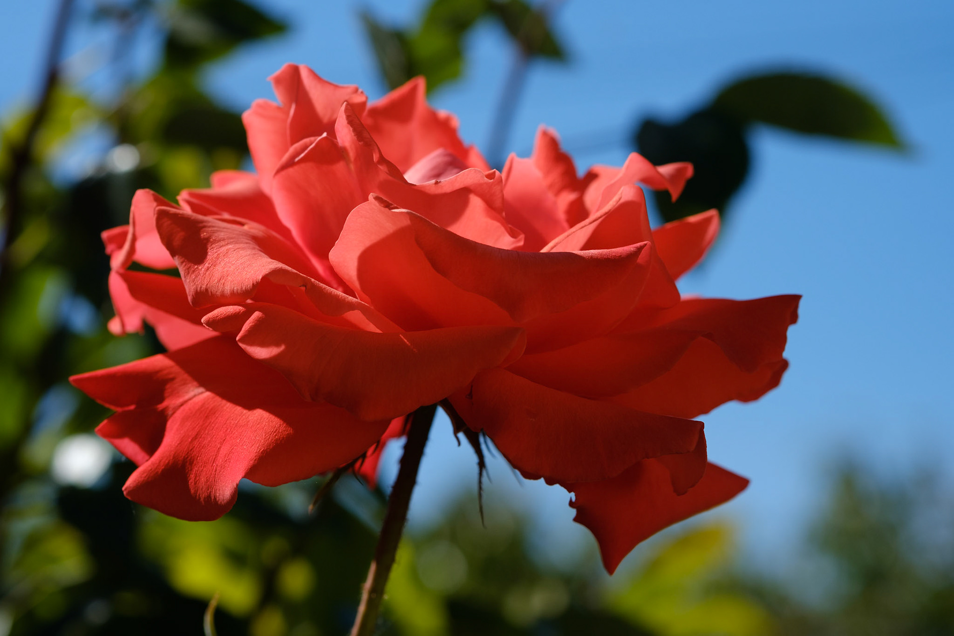 Rose Alexander (front)