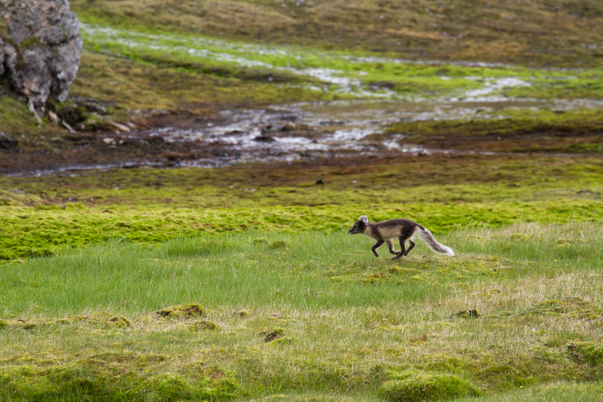 Arctic fox
