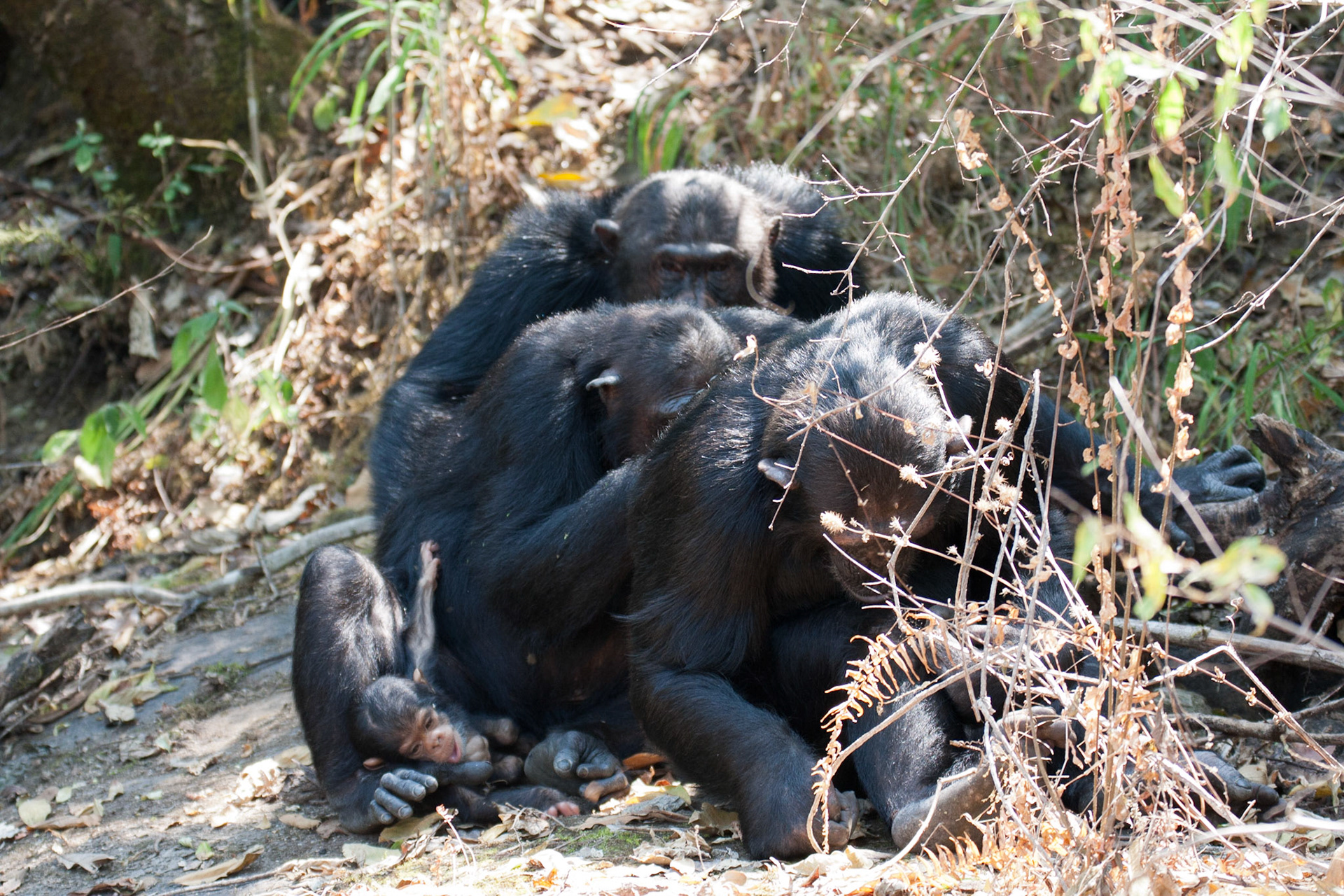 Typical grooming line