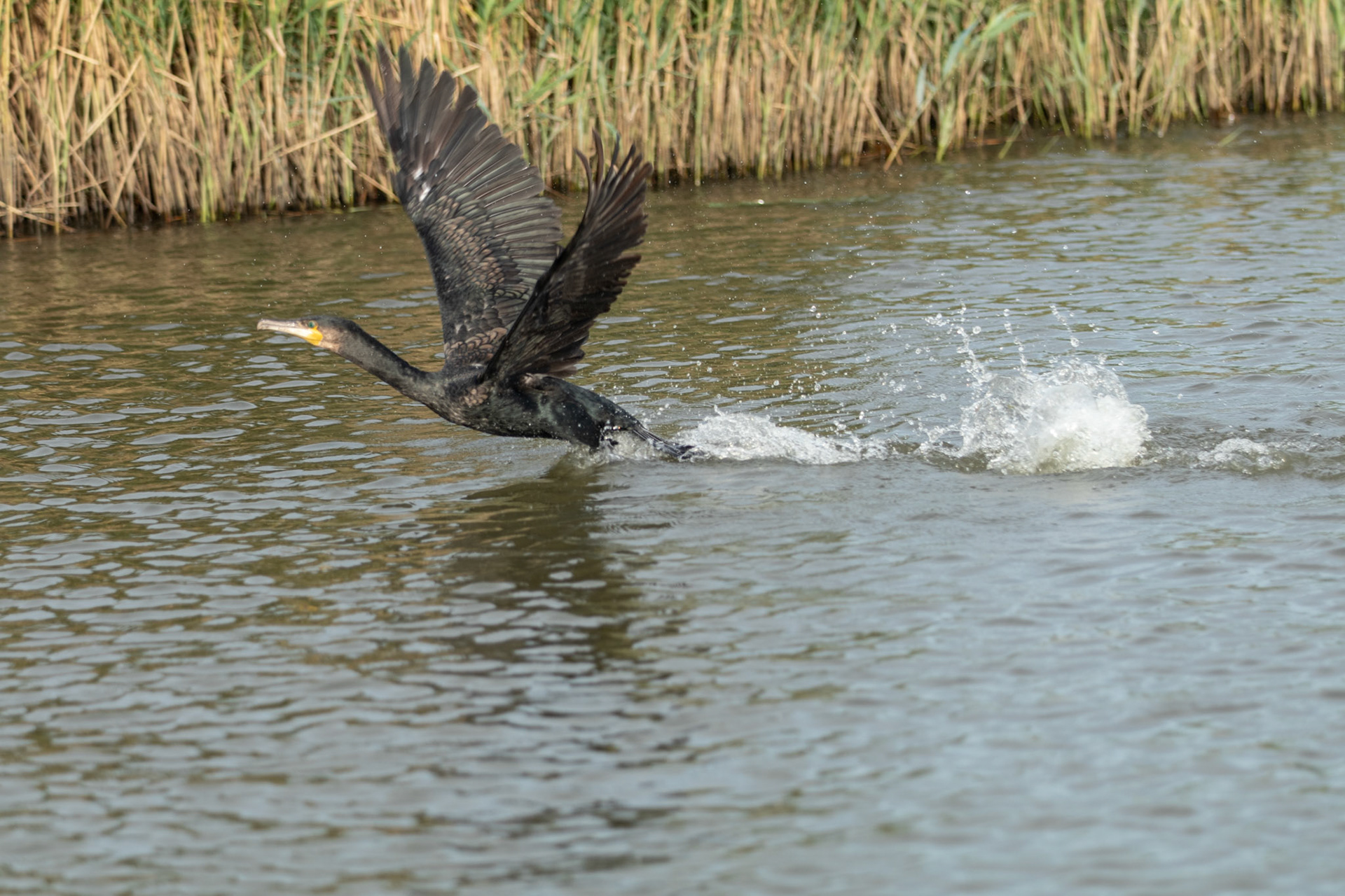 Cormorant