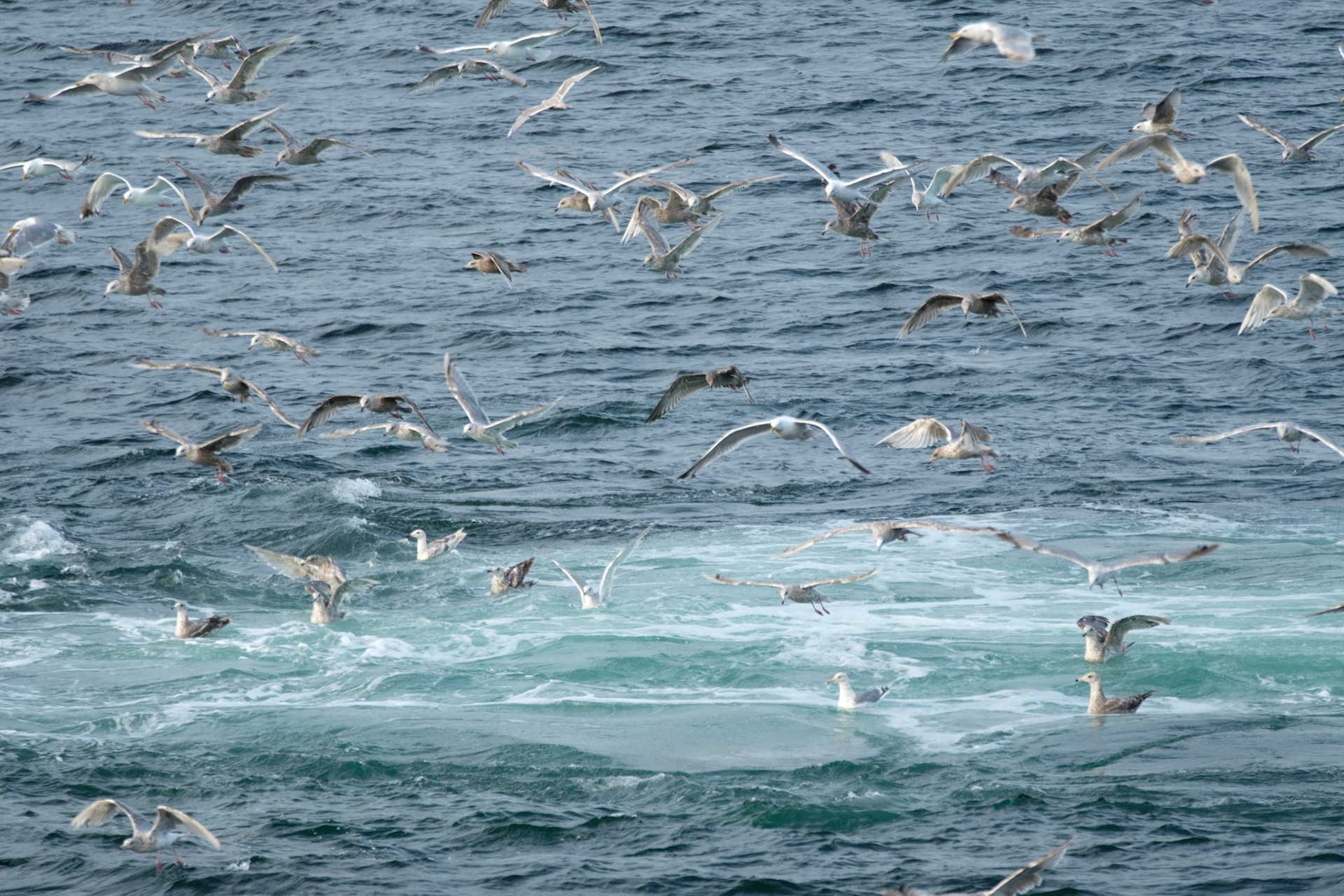 Birds feeding where whales were bubble netting