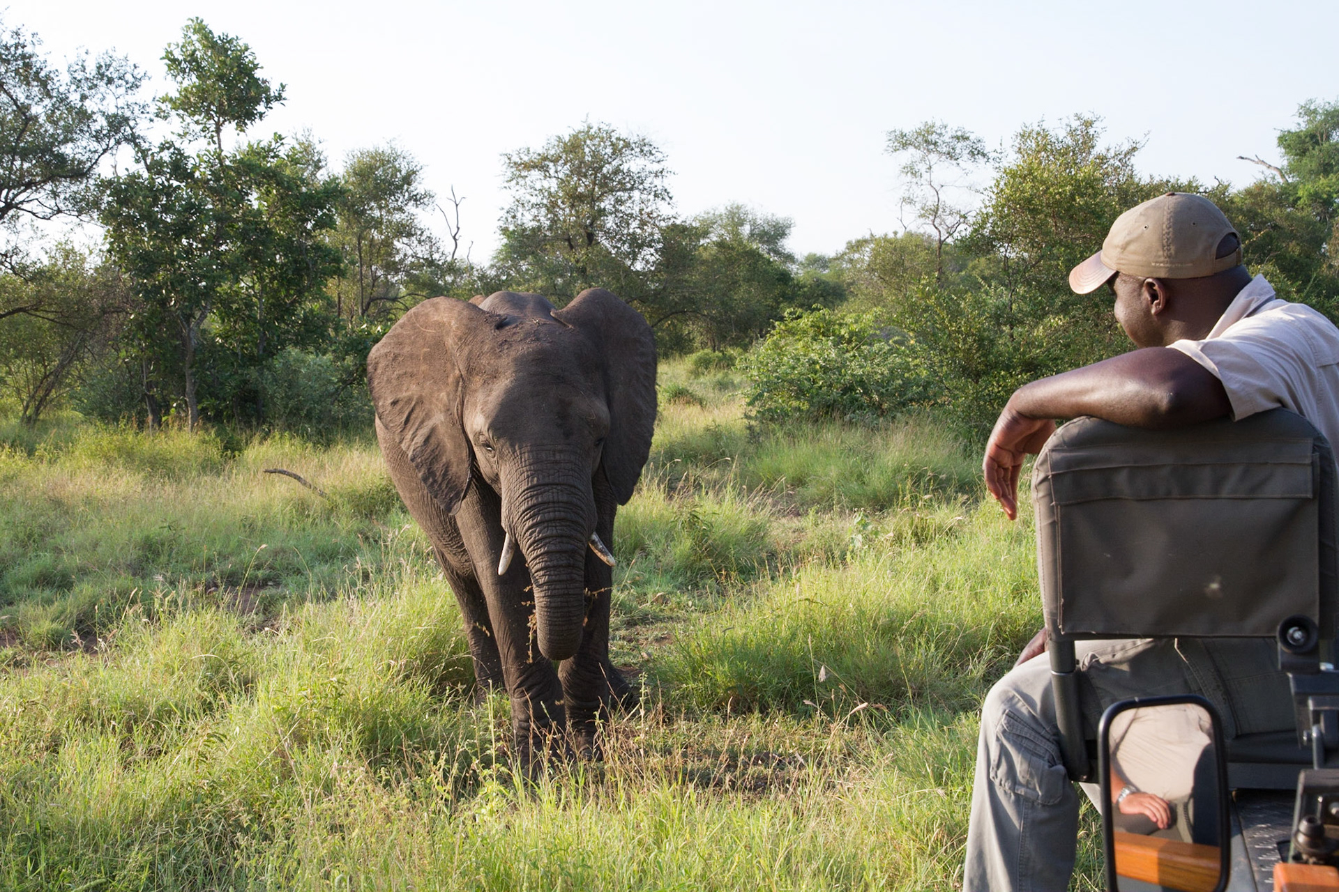 Glass watching an elephant