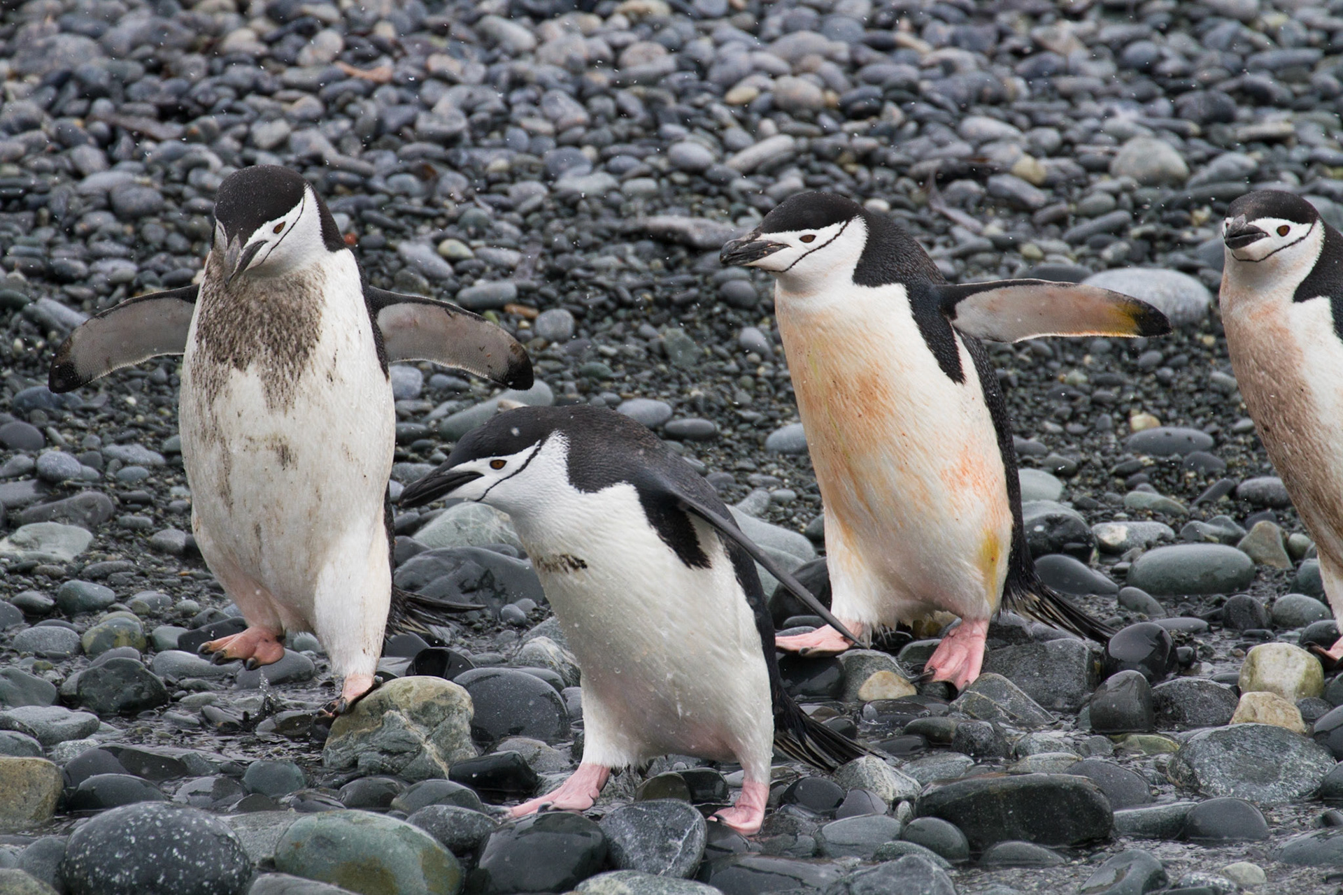 Chinstrap penguins