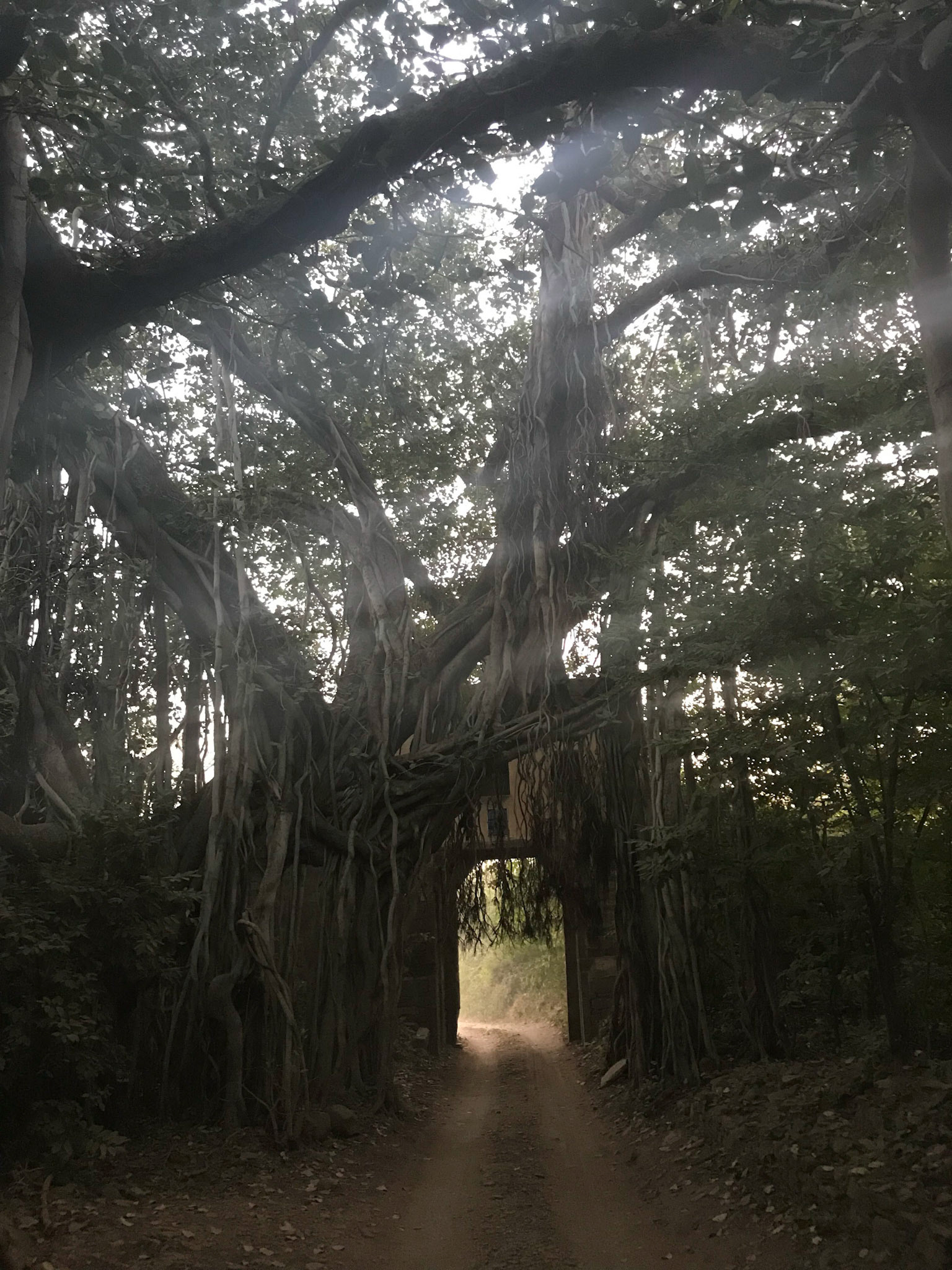 Banyan tree and old gate