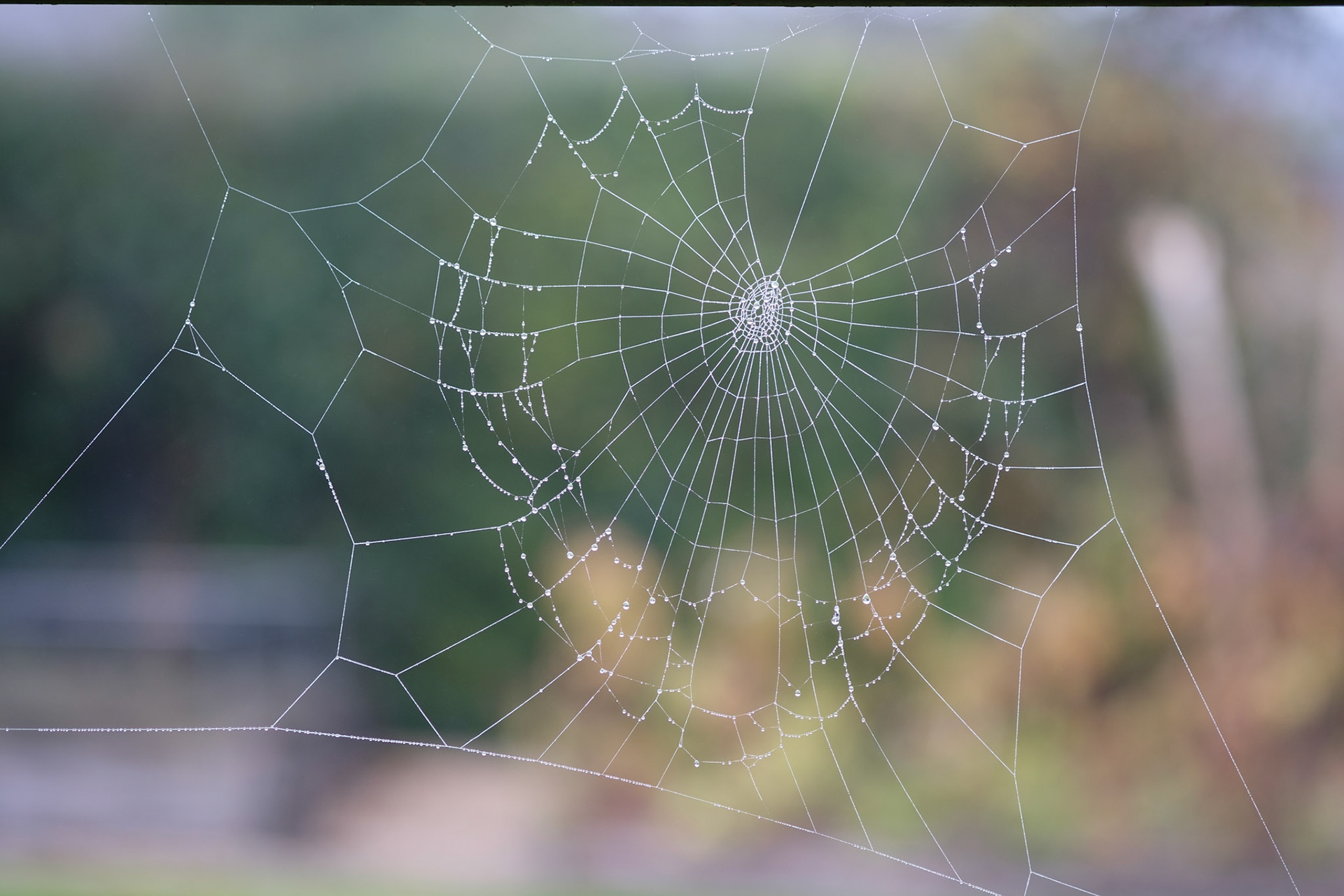 Cobwebs around the hot tub