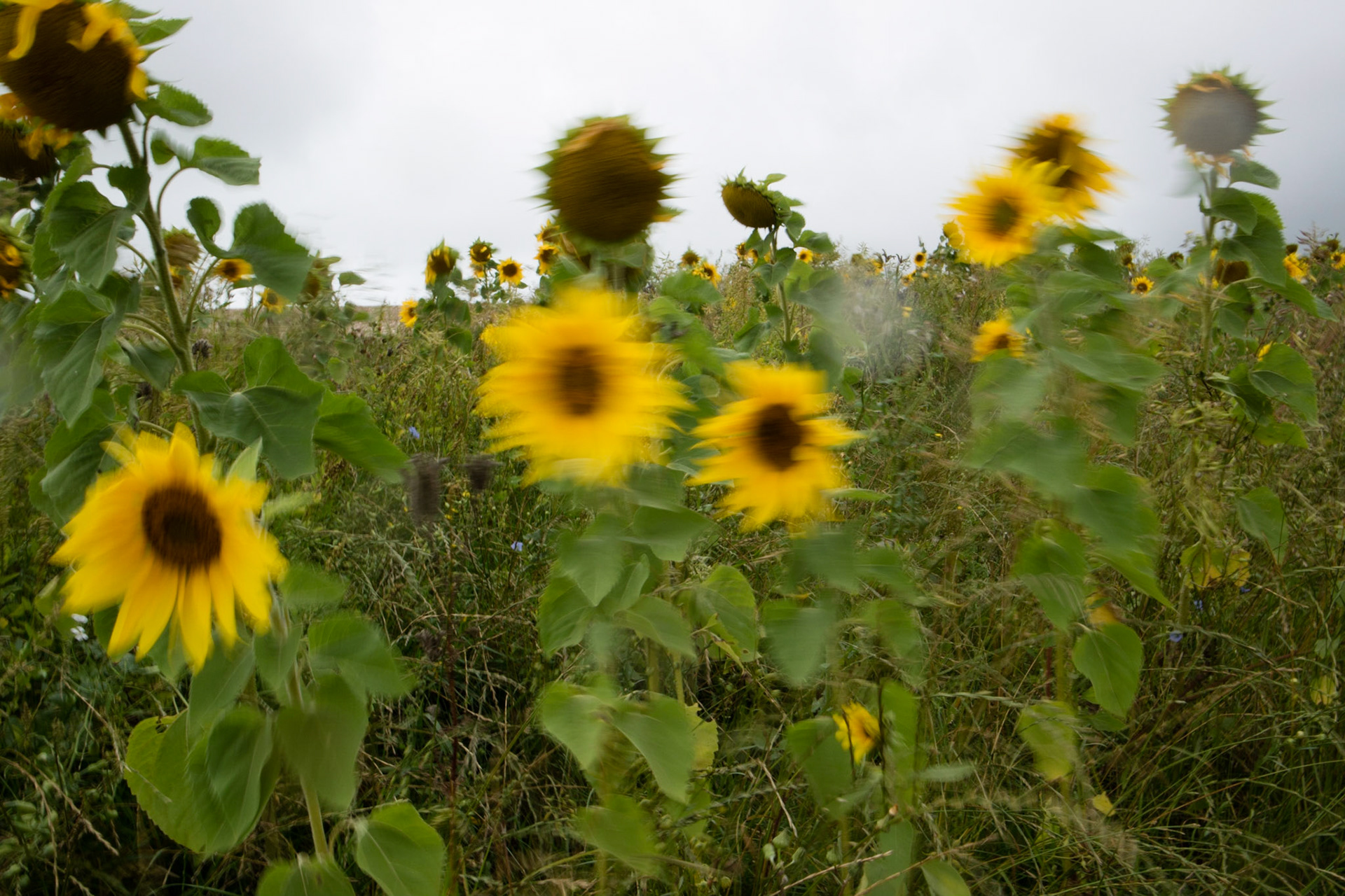Sunflowers blowing in the wind, South Downs Way