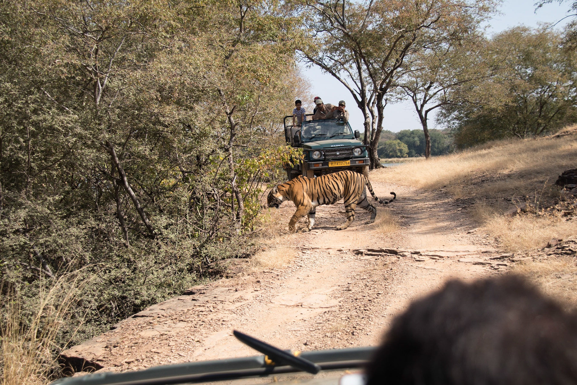 Crossing the road between the two jeeps, Ranthambore zone 3