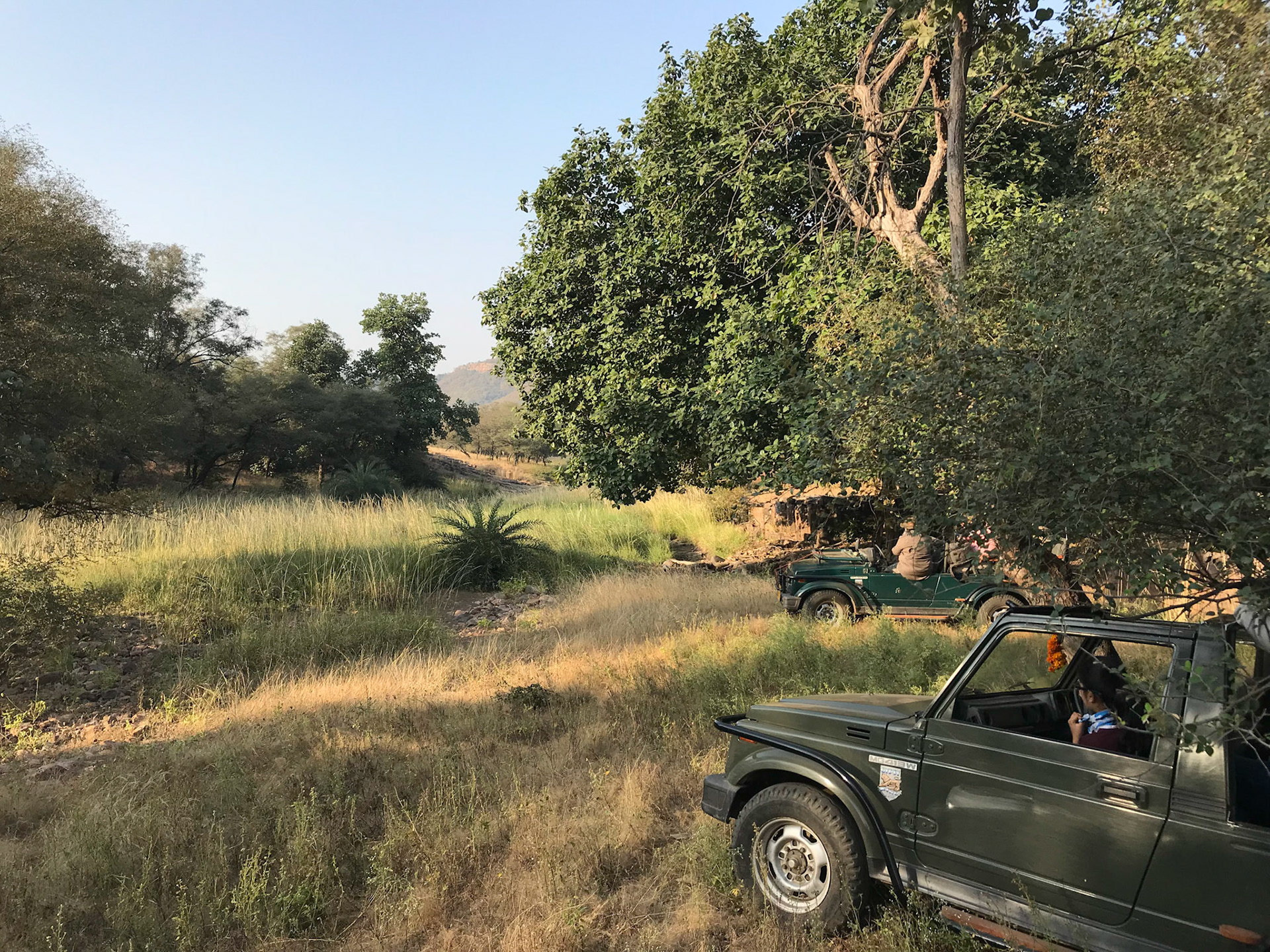 The tigers were in the long grass just in front of us