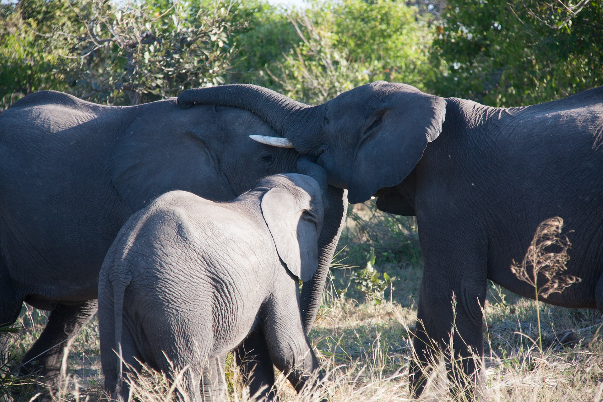 Elephants in the Okavango Delta