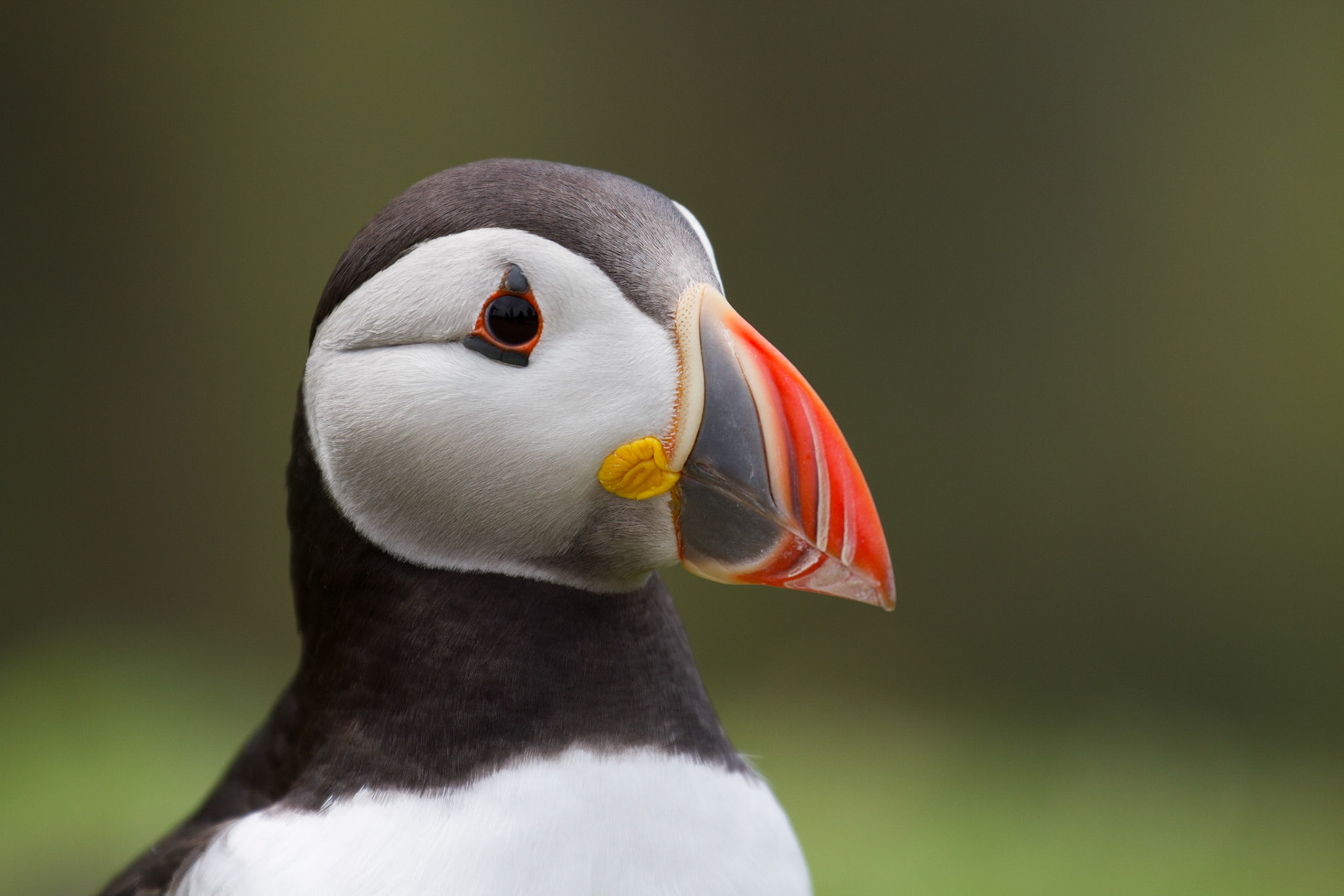 Puffin