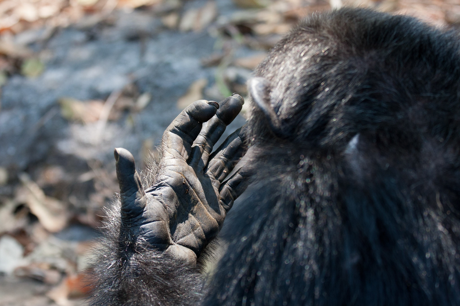 Bonobo's hand