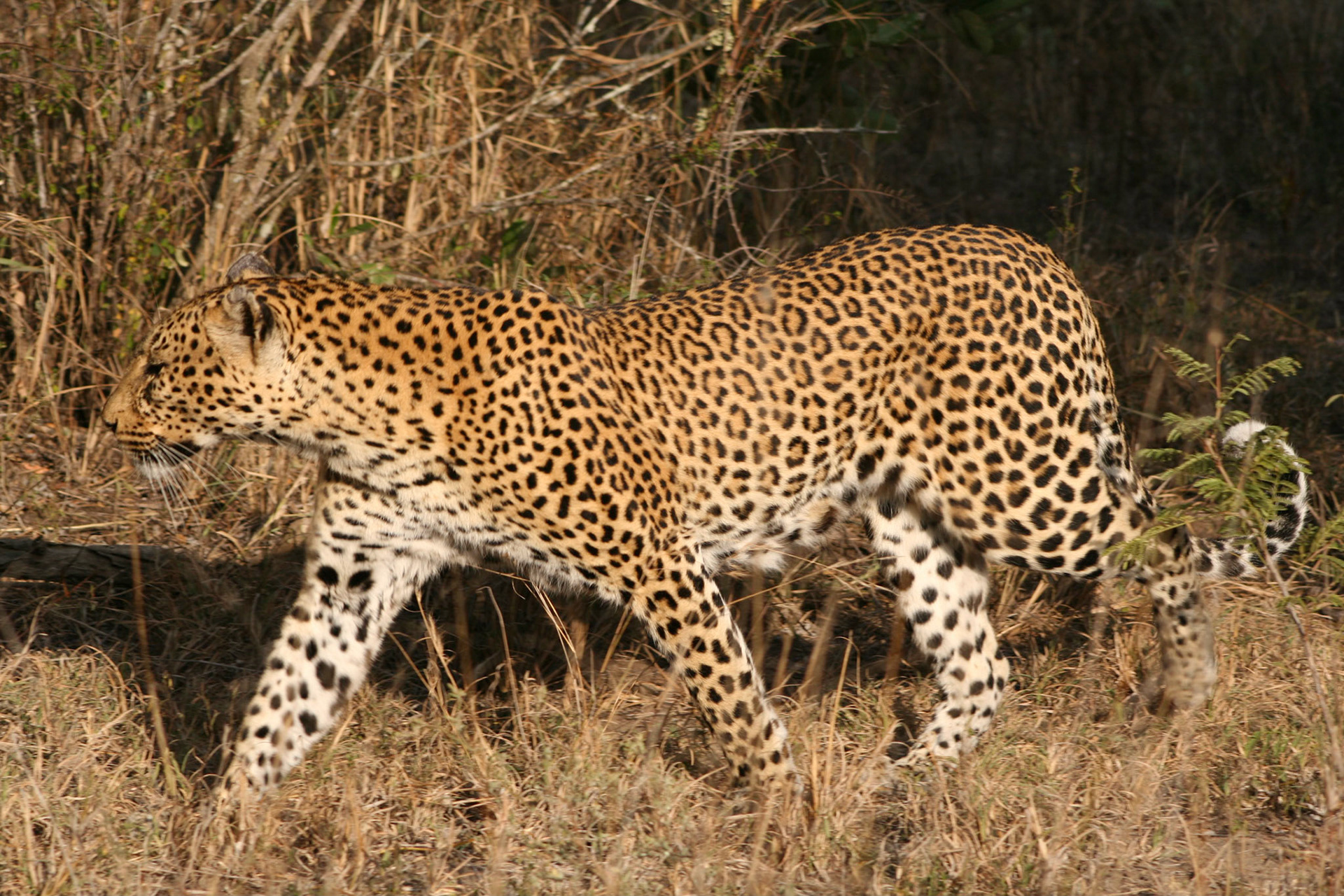 Mother leopard