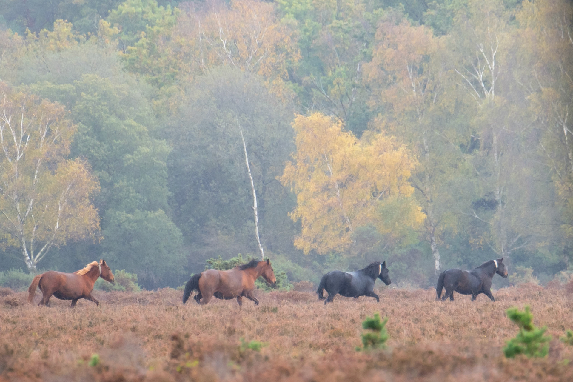 New Forest ponies
