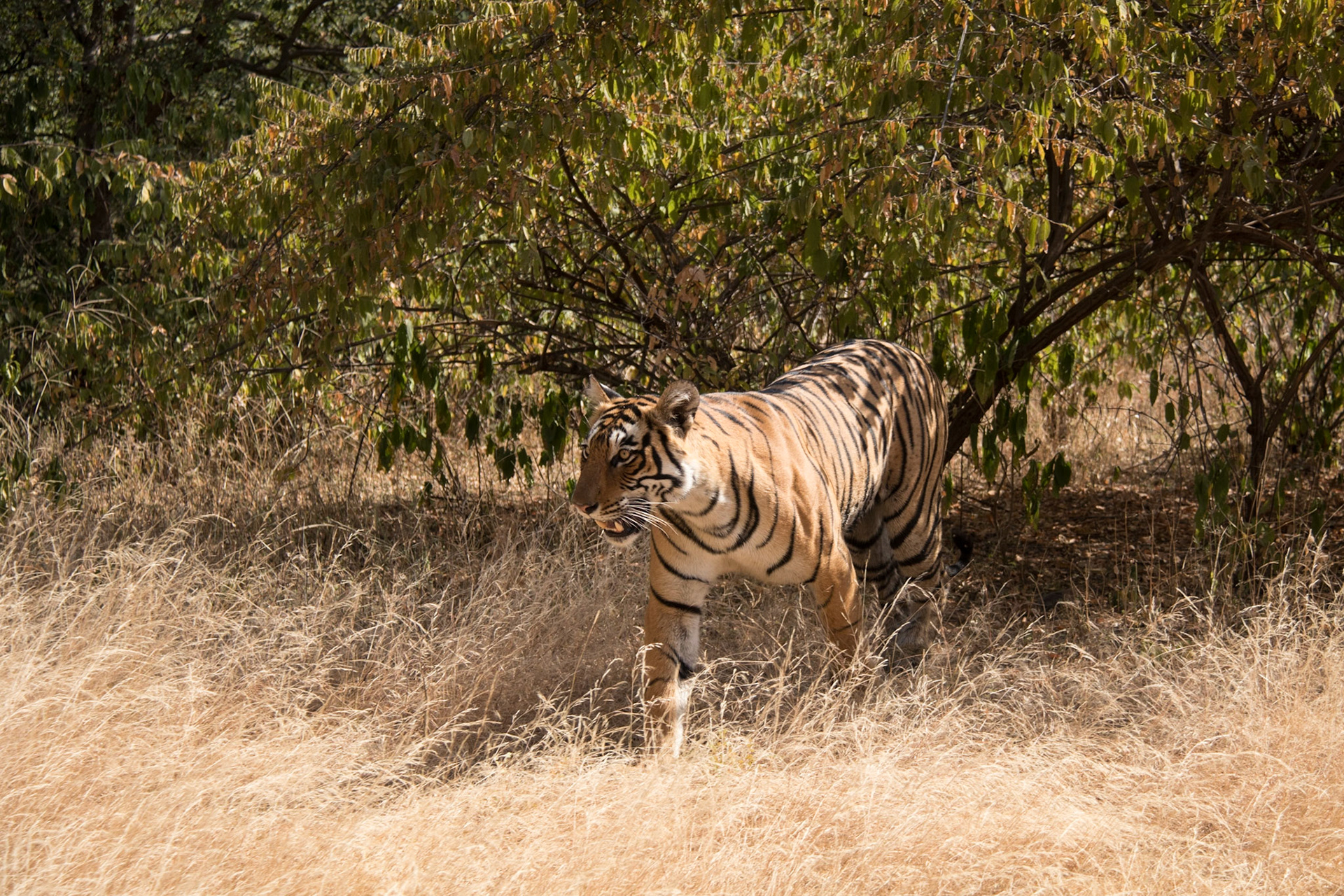 Female tiger T84 (Arrowhead), Ranthambore zone 3