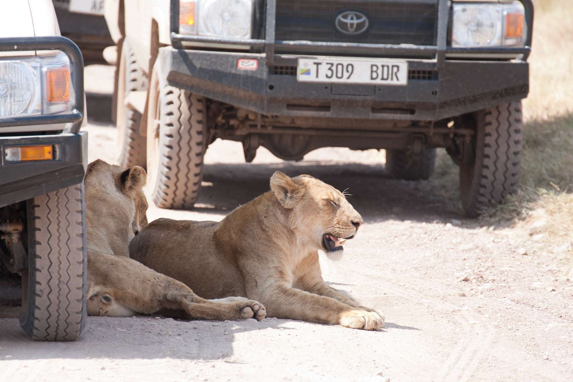 Lions making use of the shade by the vehicles!