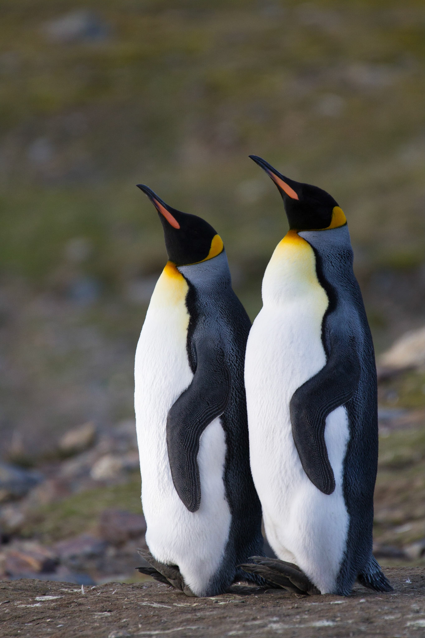 King penguins