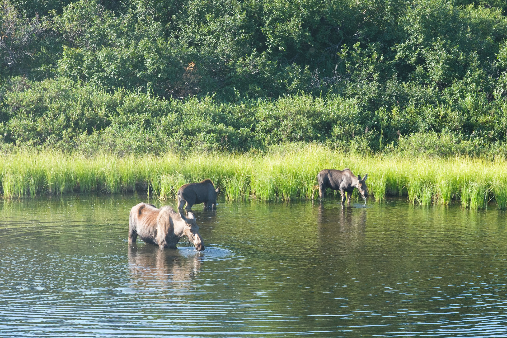 Moose and two calves in pond