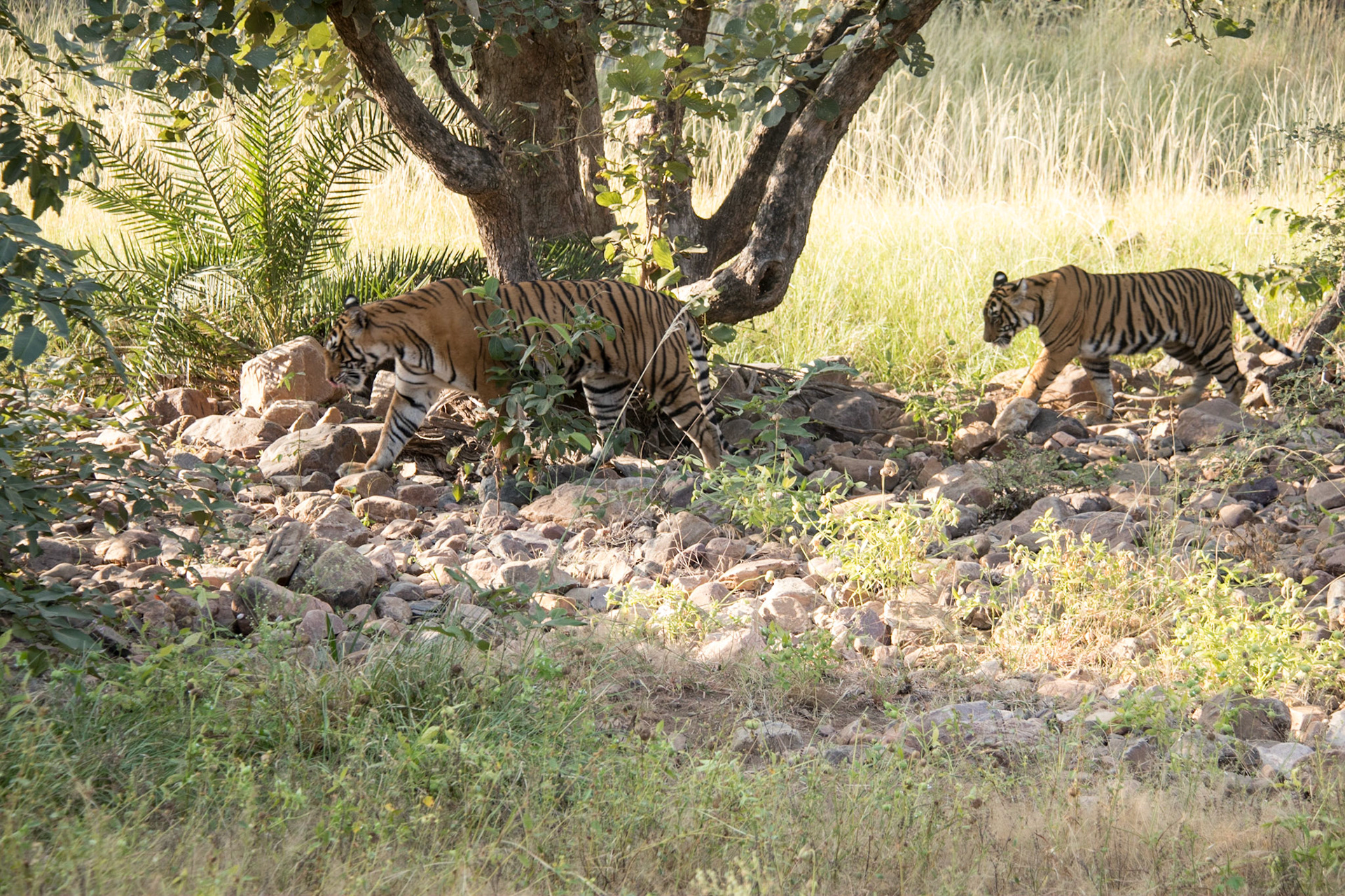 Mother and cub, Ranthambore zone 2