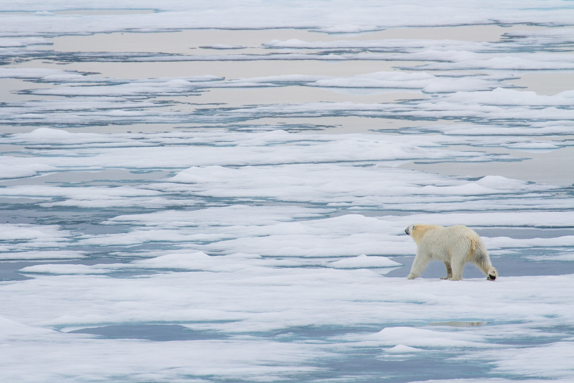 Polar bear (juvenile)