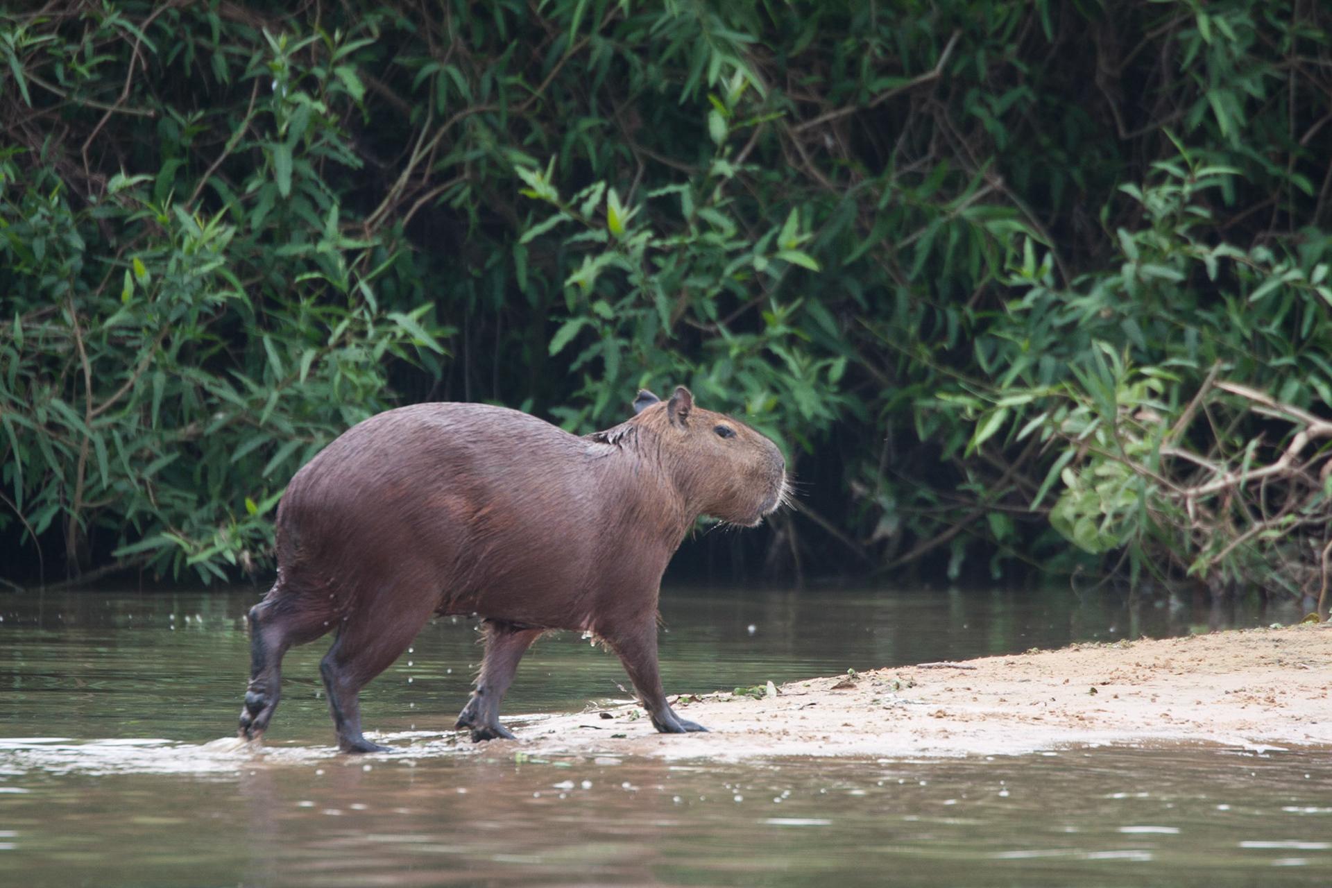 Capybara