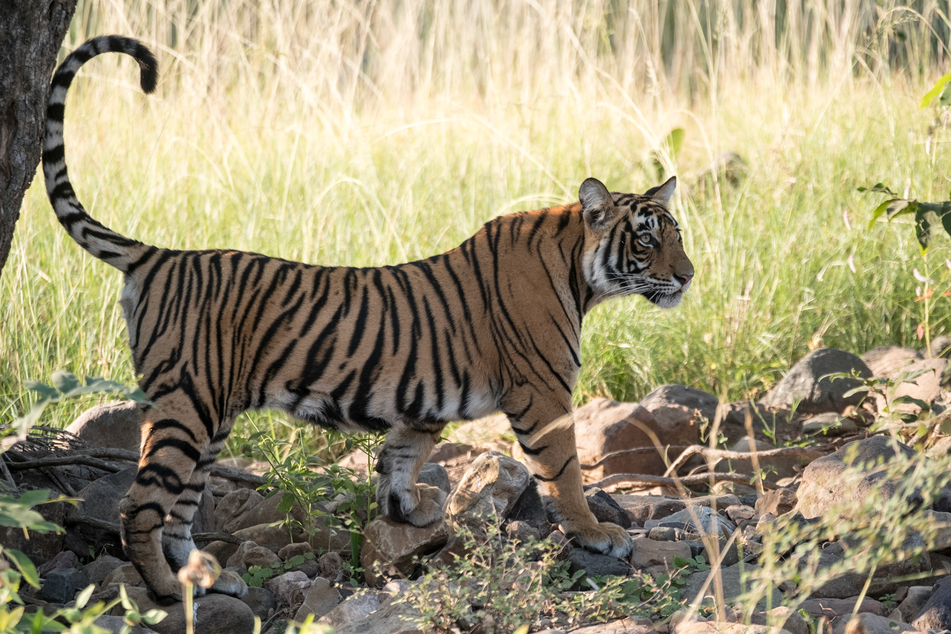 Tiger cub, Ranthambore zone 2
