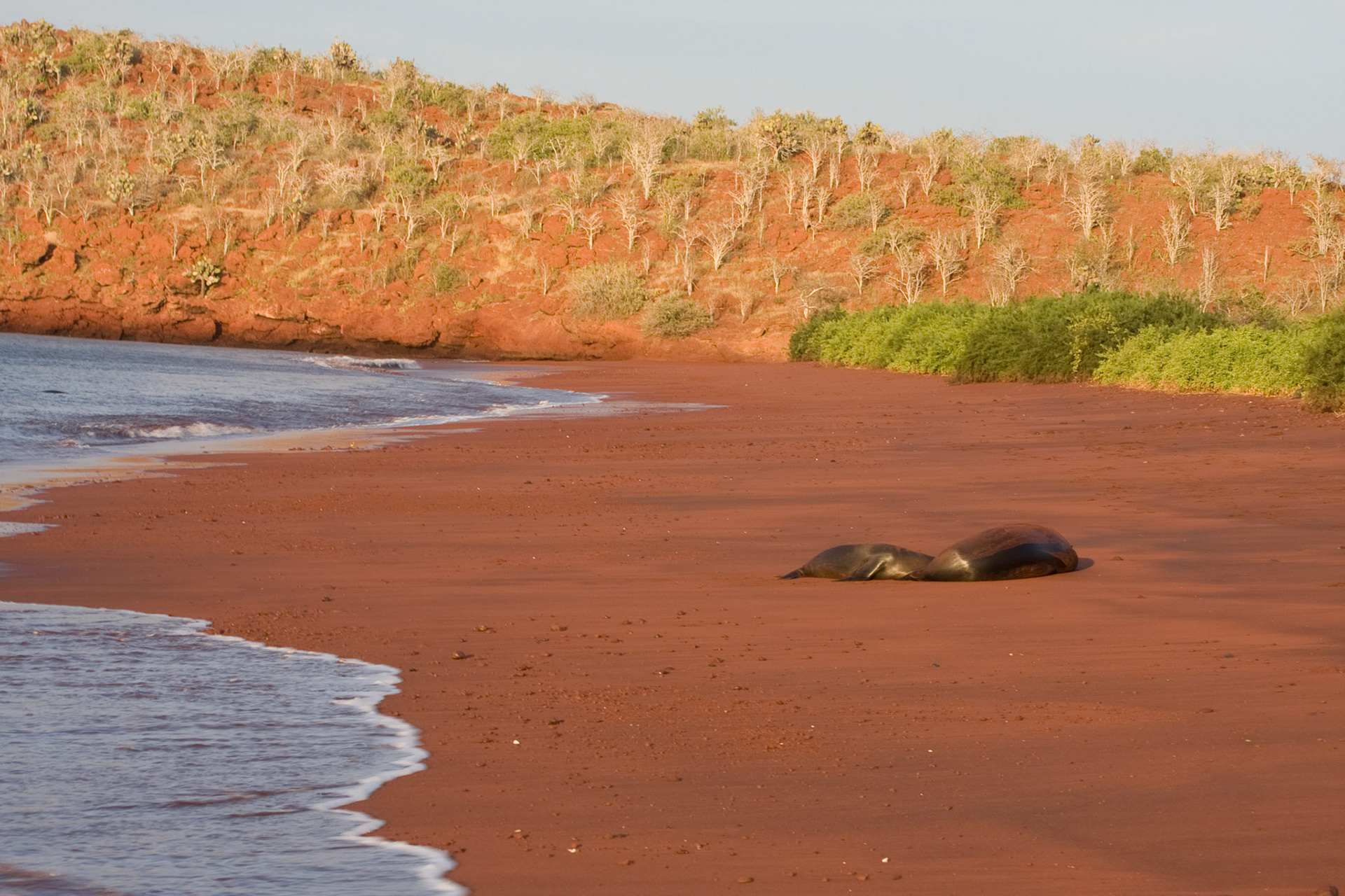 Red sand and sea lions, Rabida island