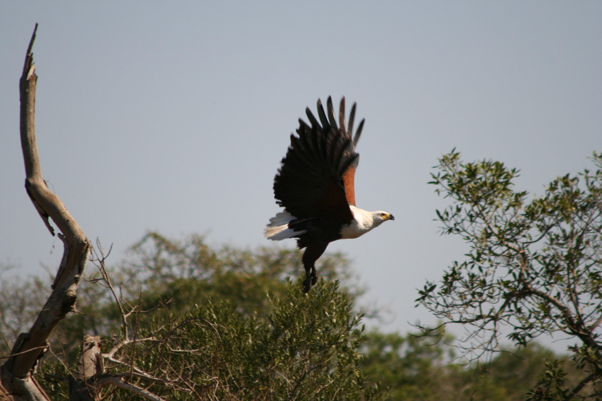 Fish Eagle in flight