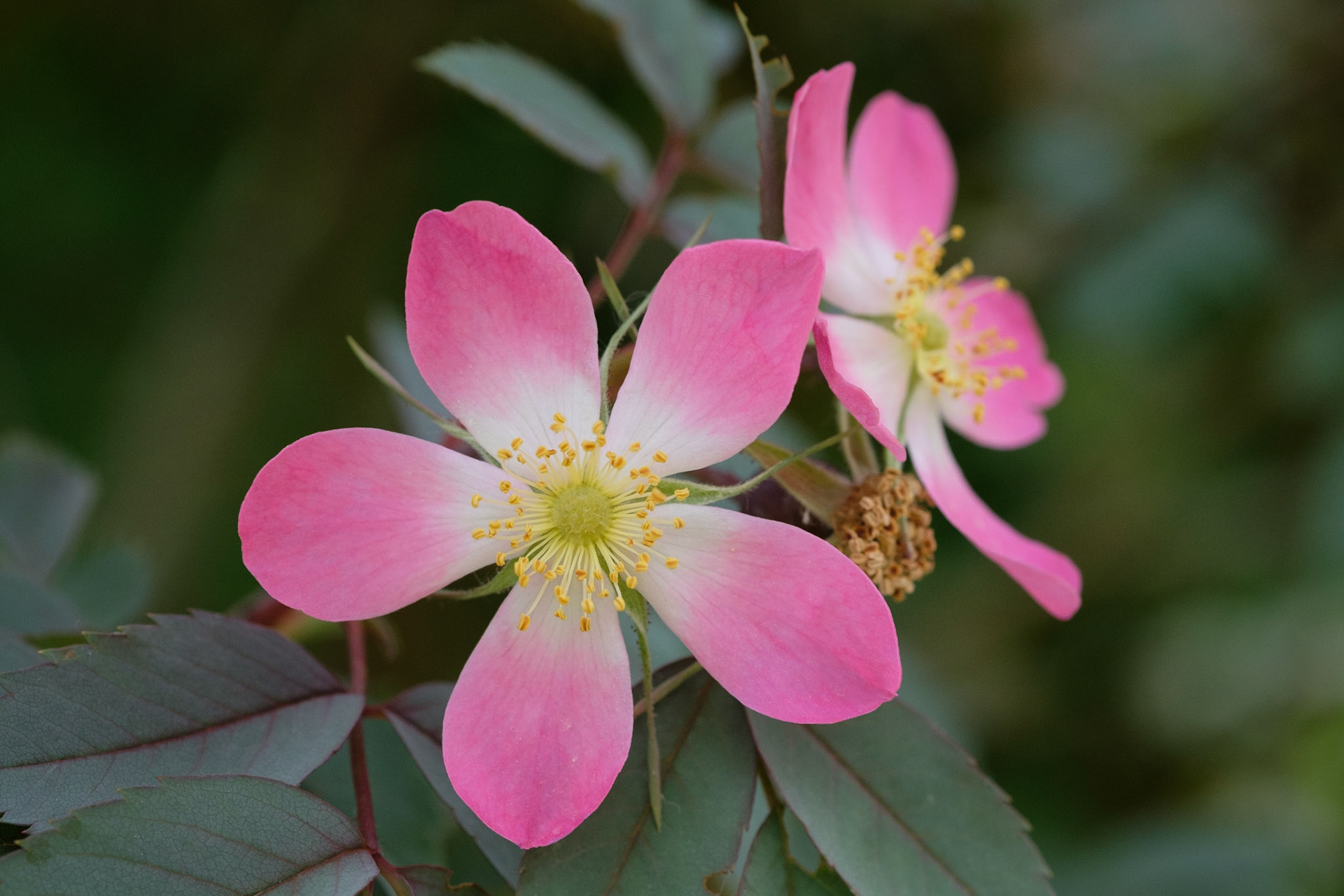 Rose tree (curved bed)