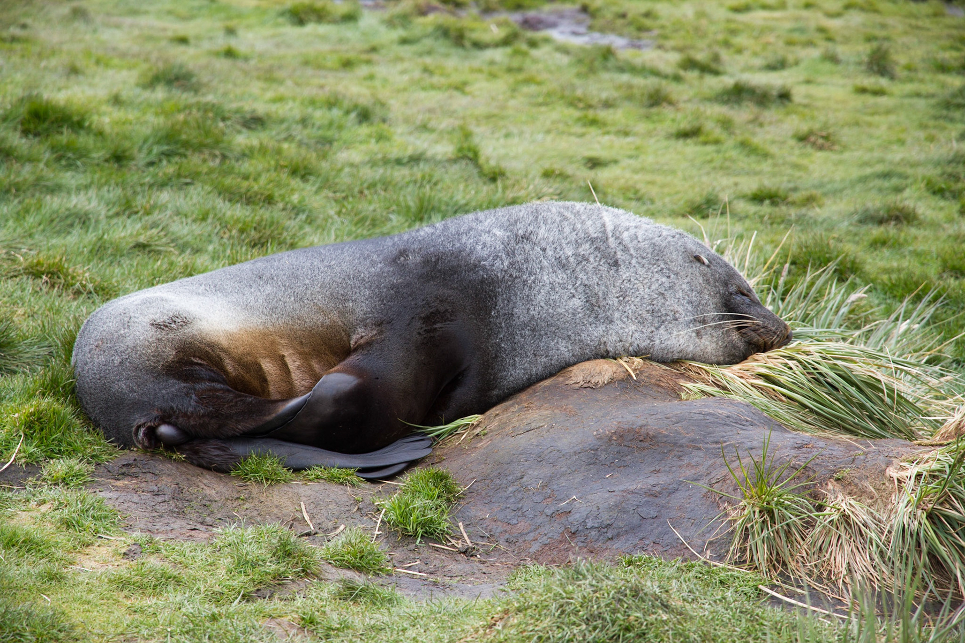 Fur seal