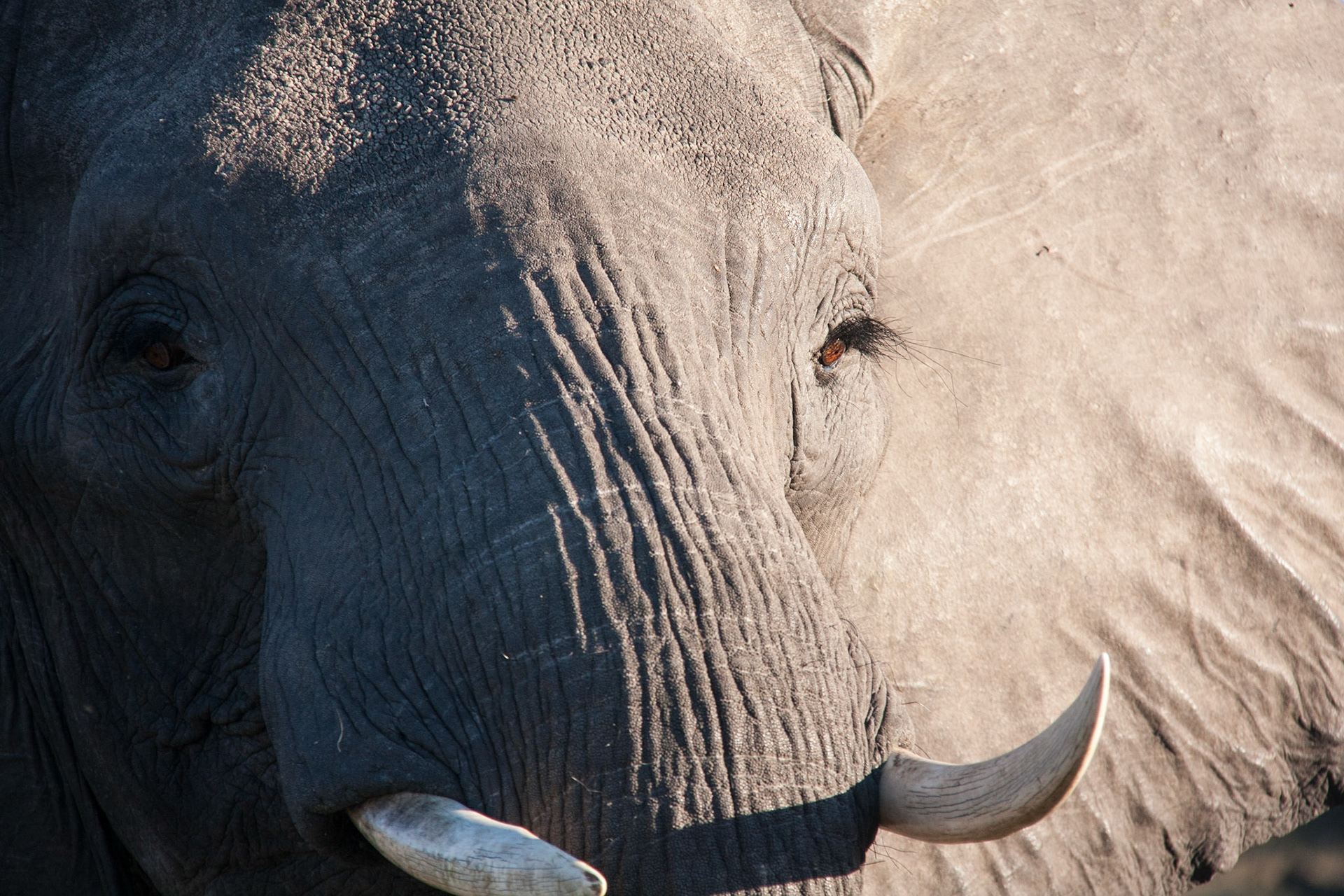 Elephant close up