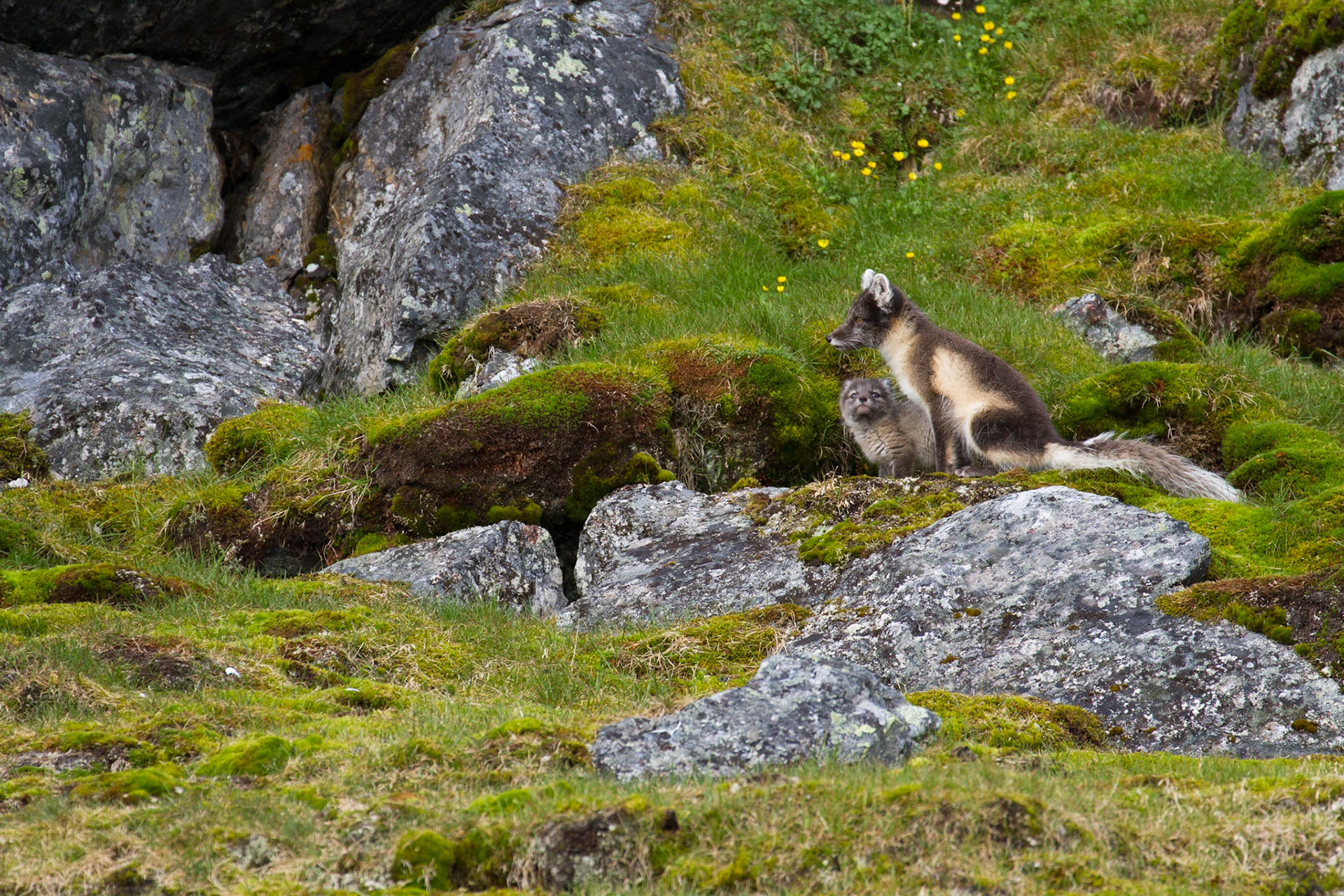Arctic fox and kit