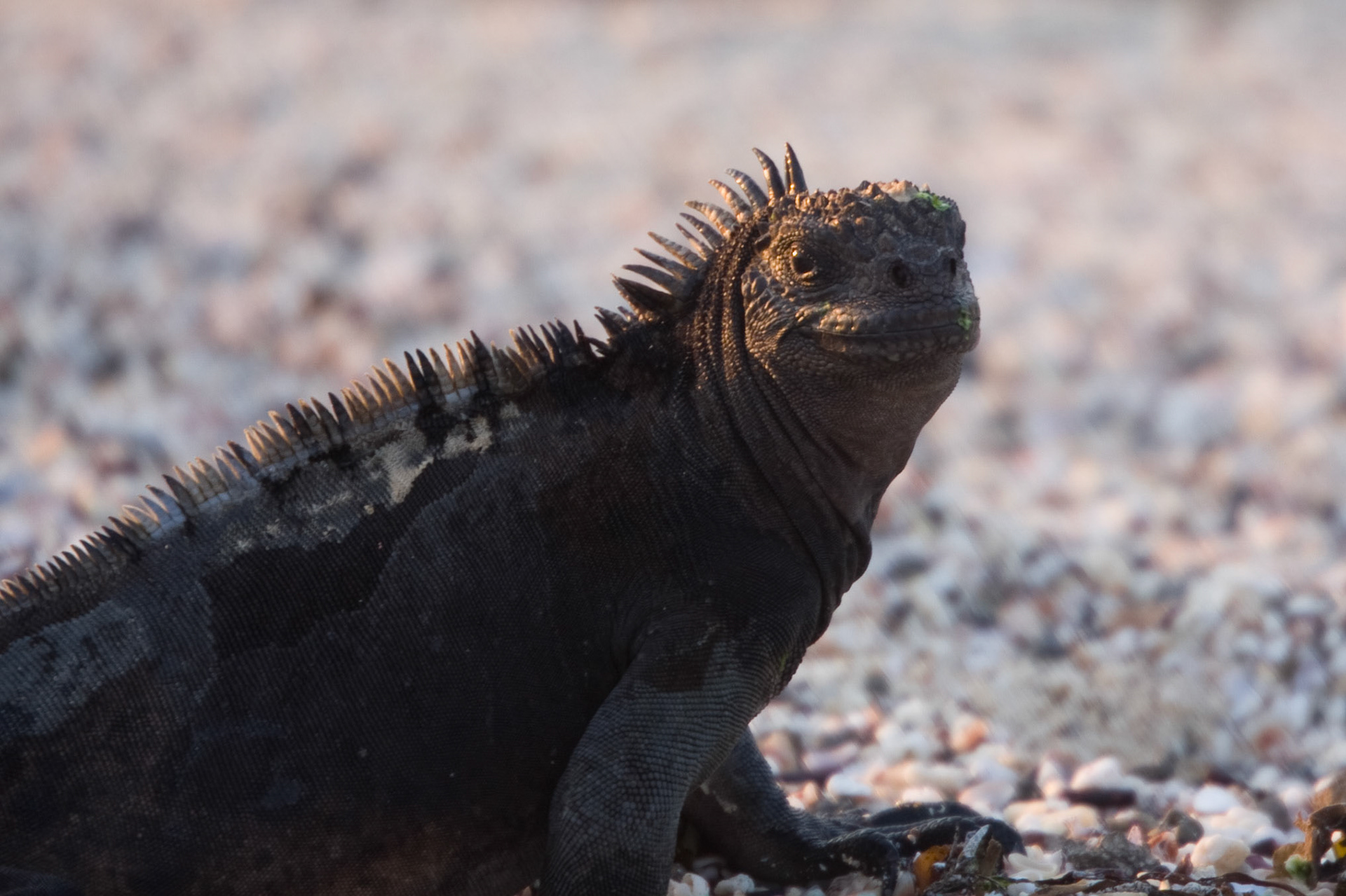 Marine iguana