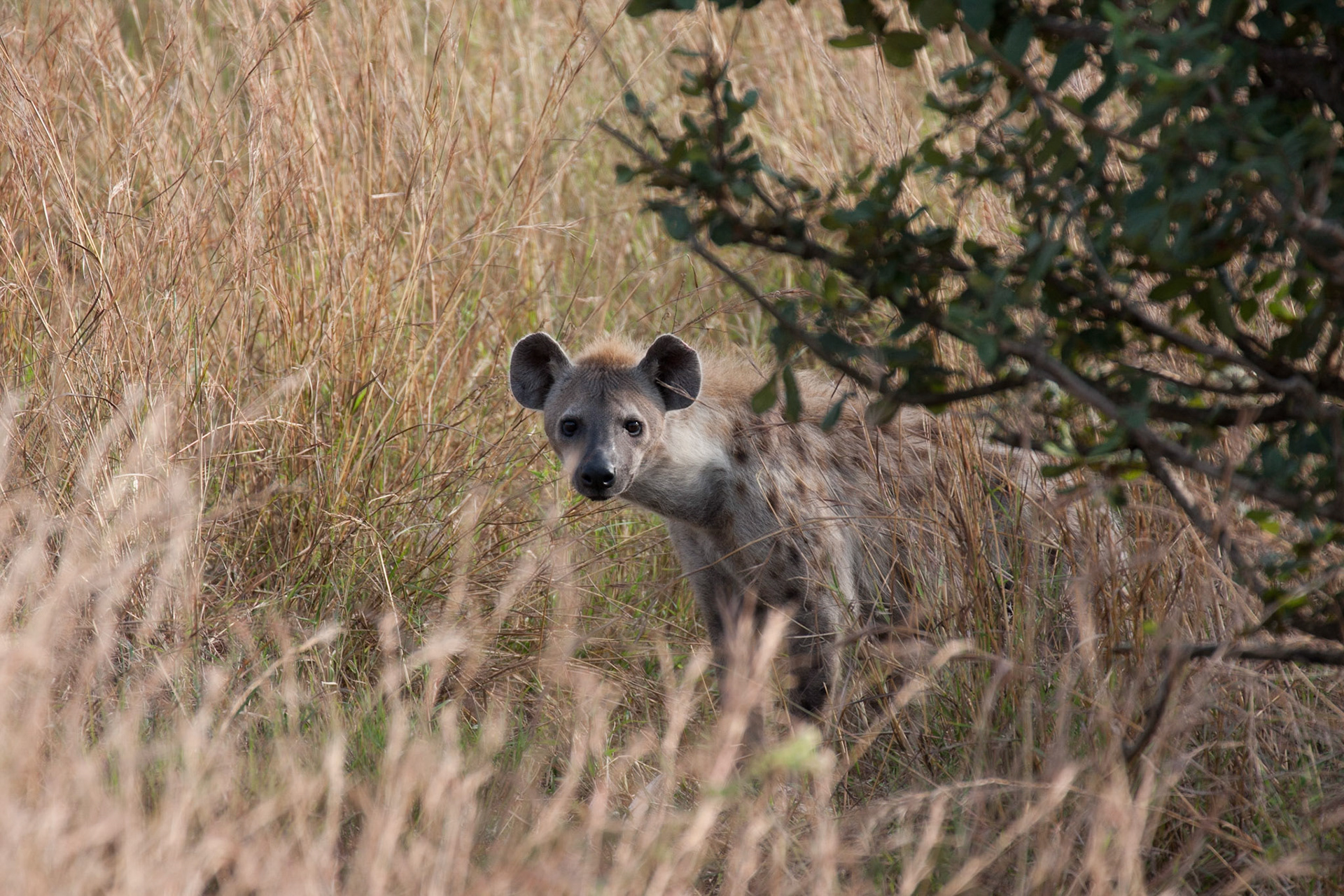 Hyena