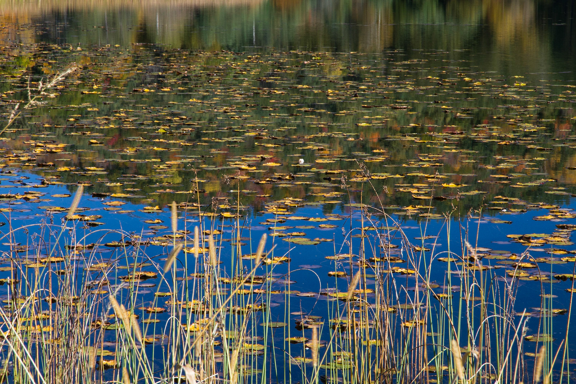 Reflections in Dewey's Mill Pond