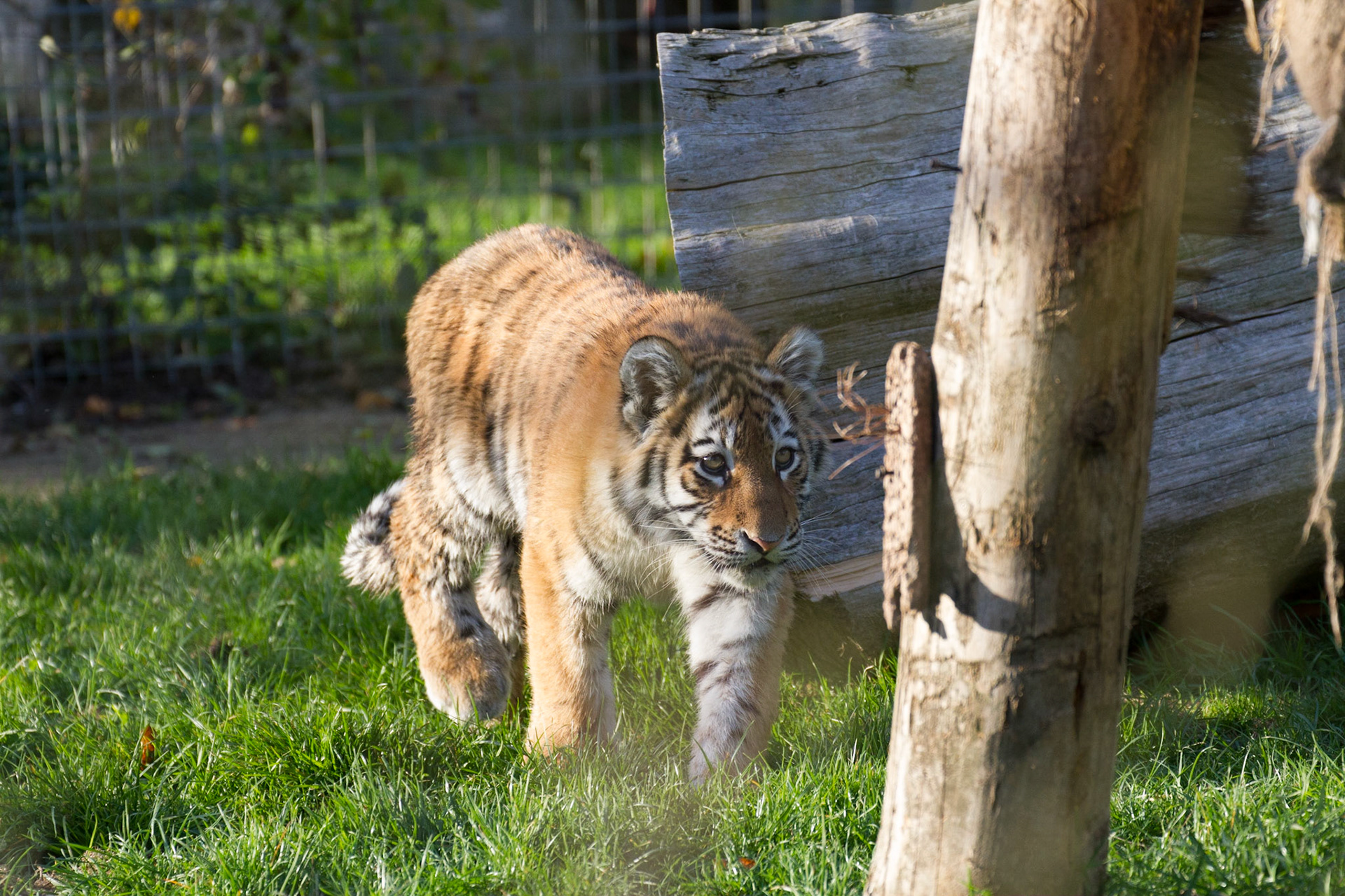 Tiger cub, 5.5 months old