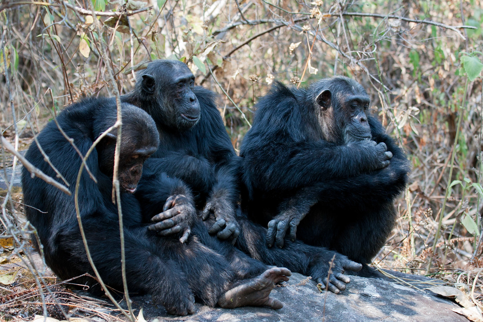 The male chimpanzees hanging out!