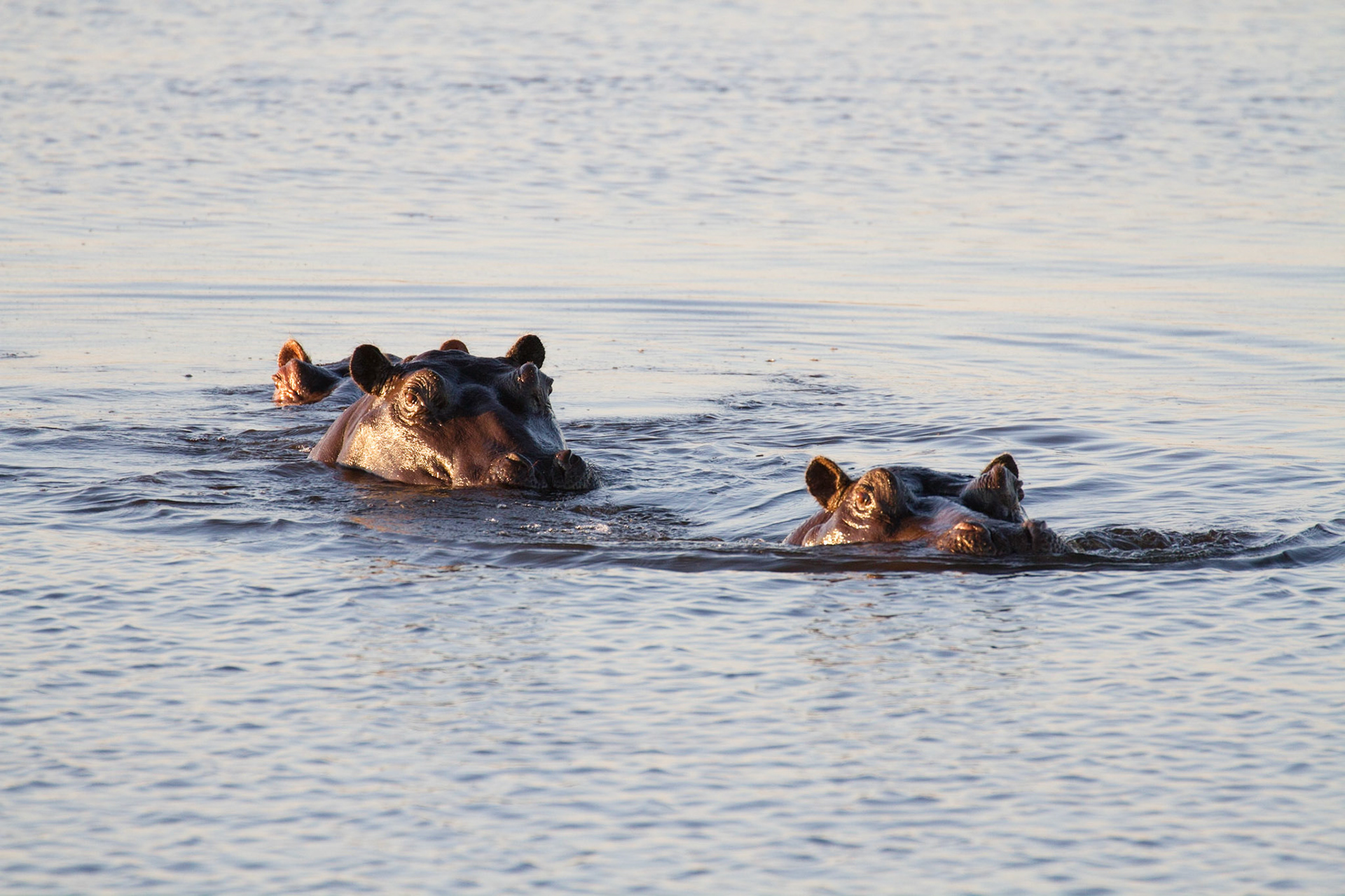 Hippos, Okavango Delta